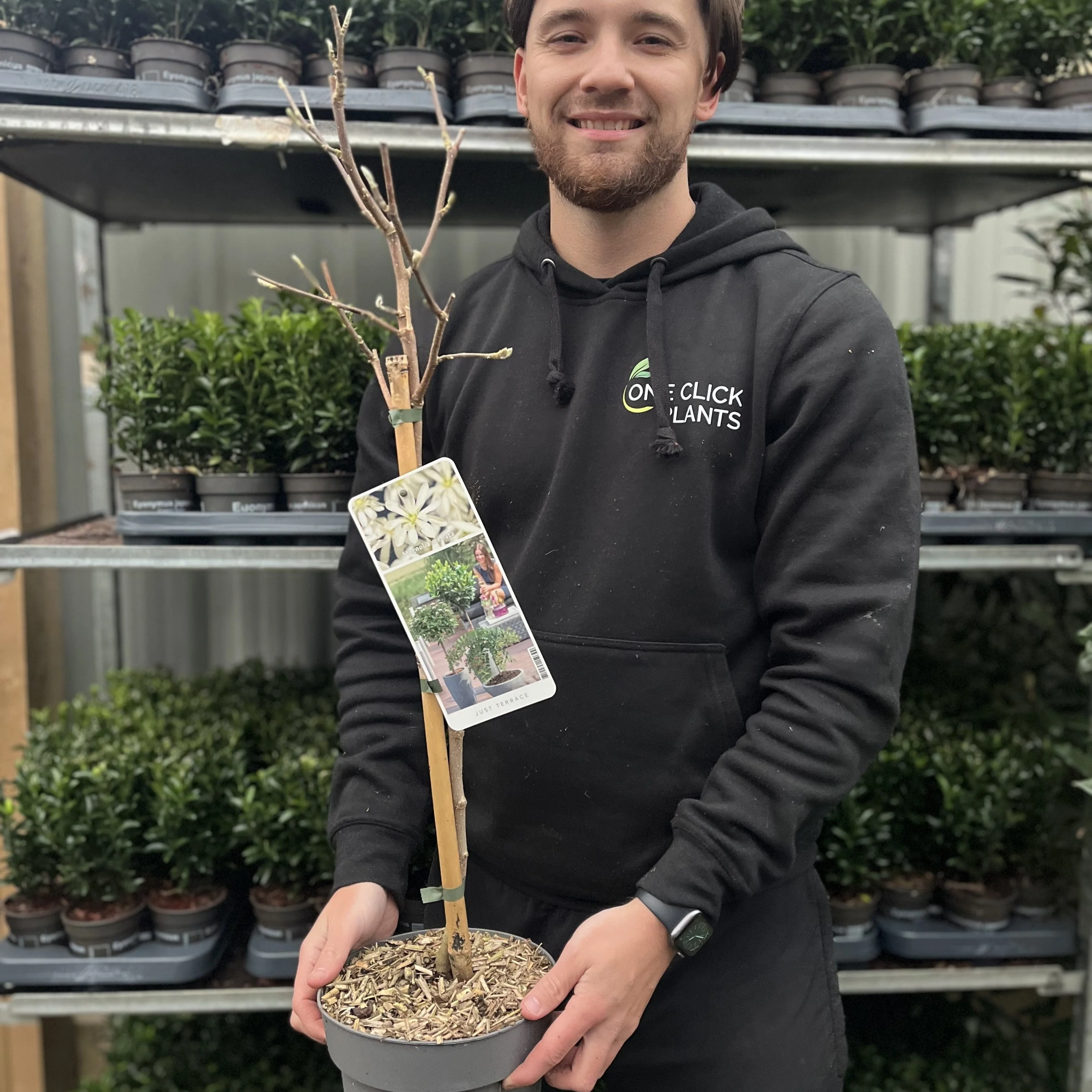 Magnolia stellata Standard Tree | Star Magnolia 90-100cm - Image 3