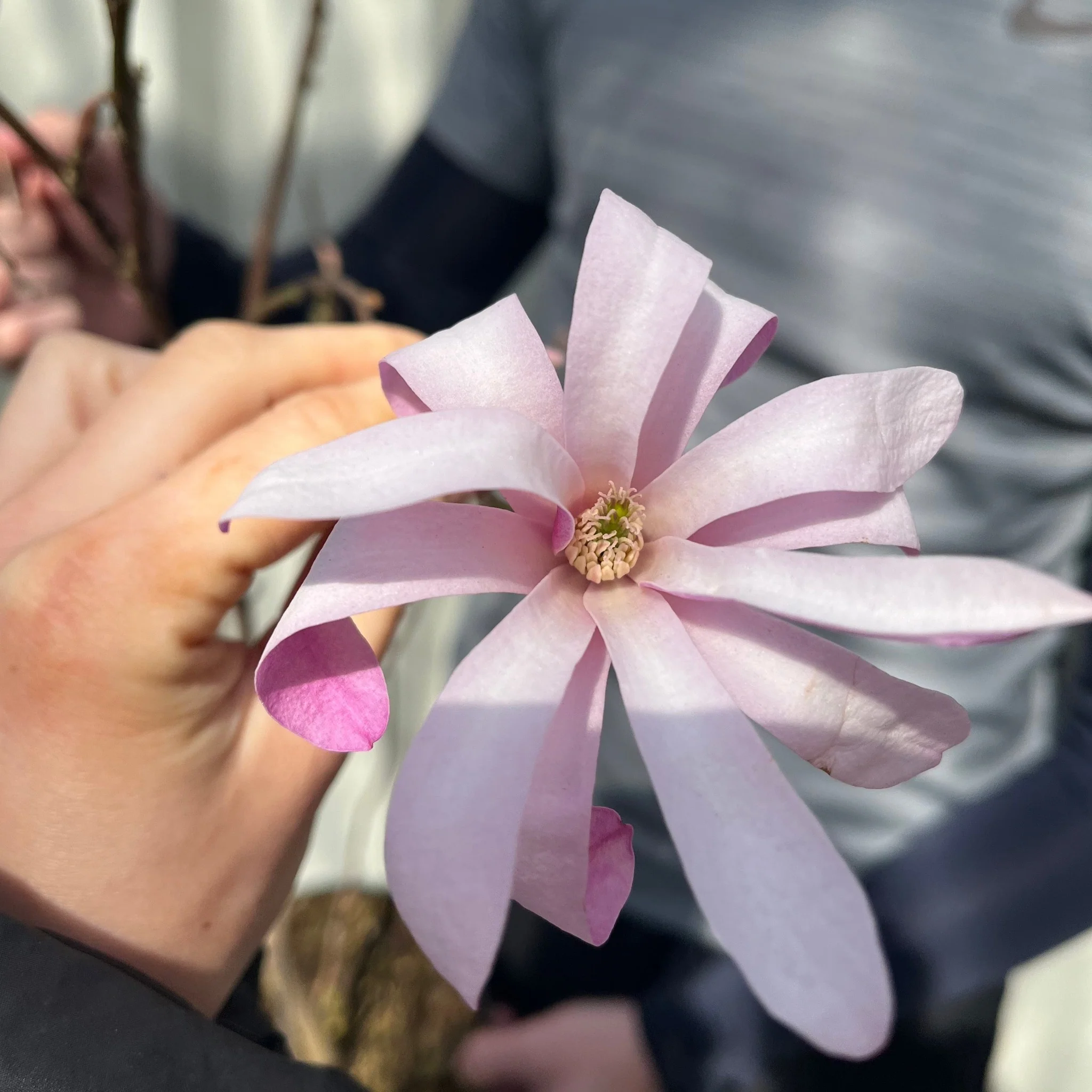 Magnolia x loebneri 'Leonard Messel' - Image 2