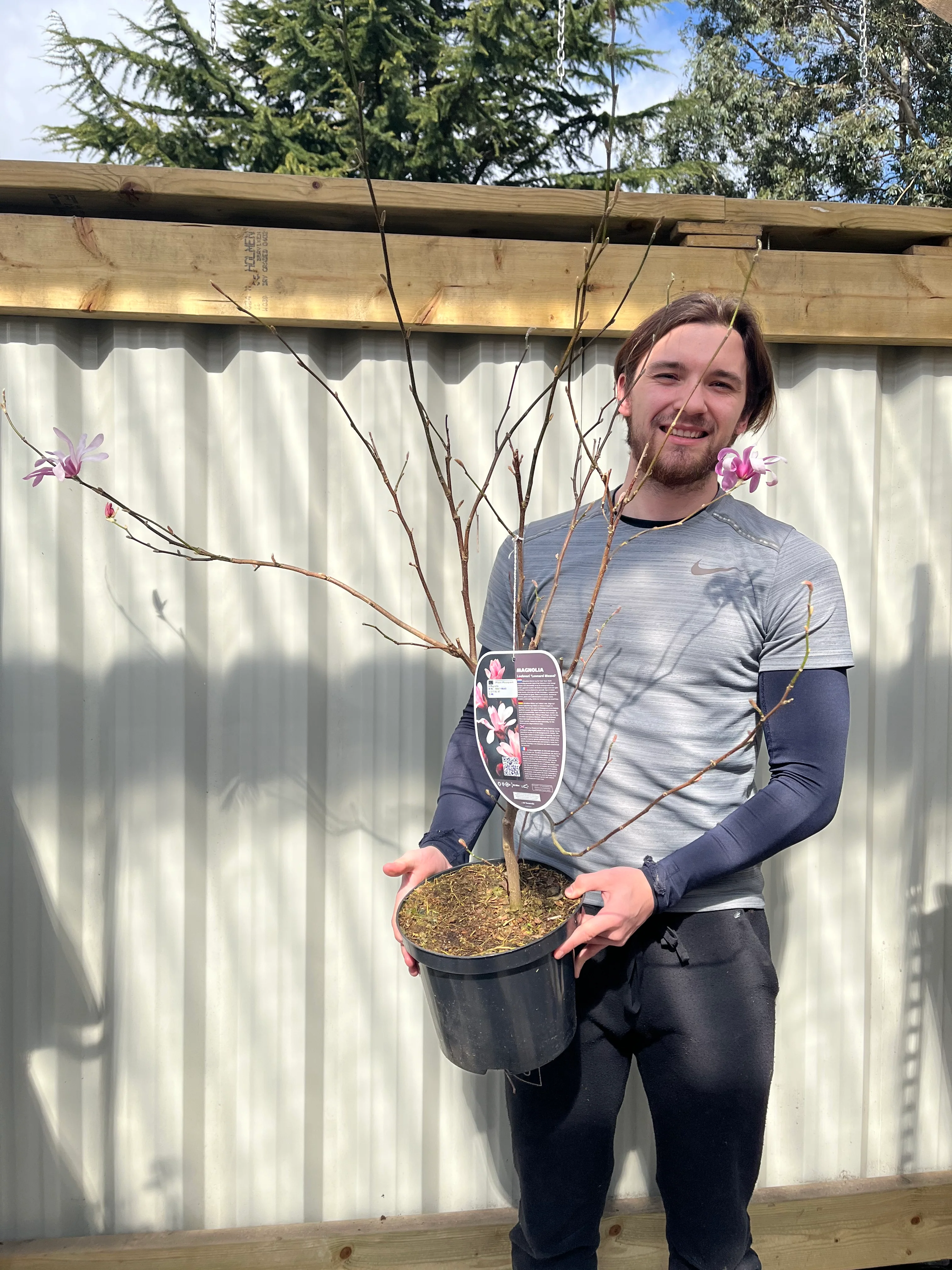 Magnolia x loebneri 'Leonard Messel' - Image 4