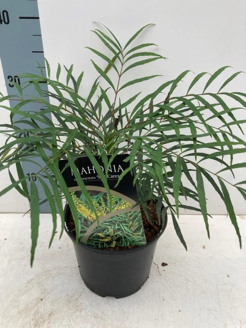 Mahonia 'Soft Caress' 2L - Image 2