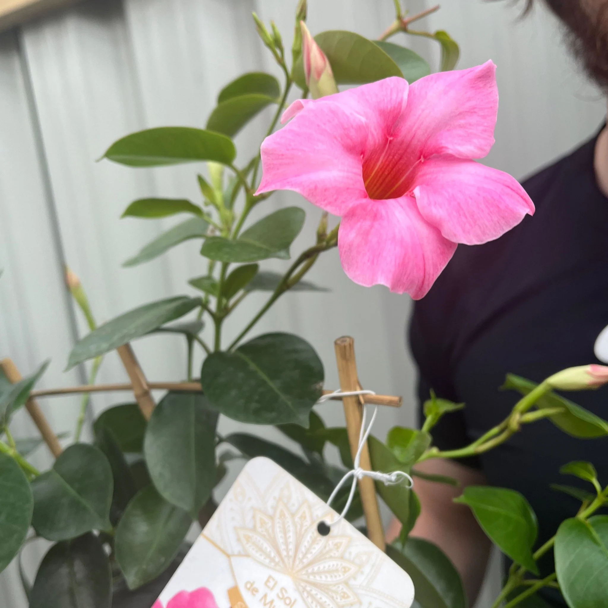 Mandevilla sanderi - Light Pink - On Frame - Image 3