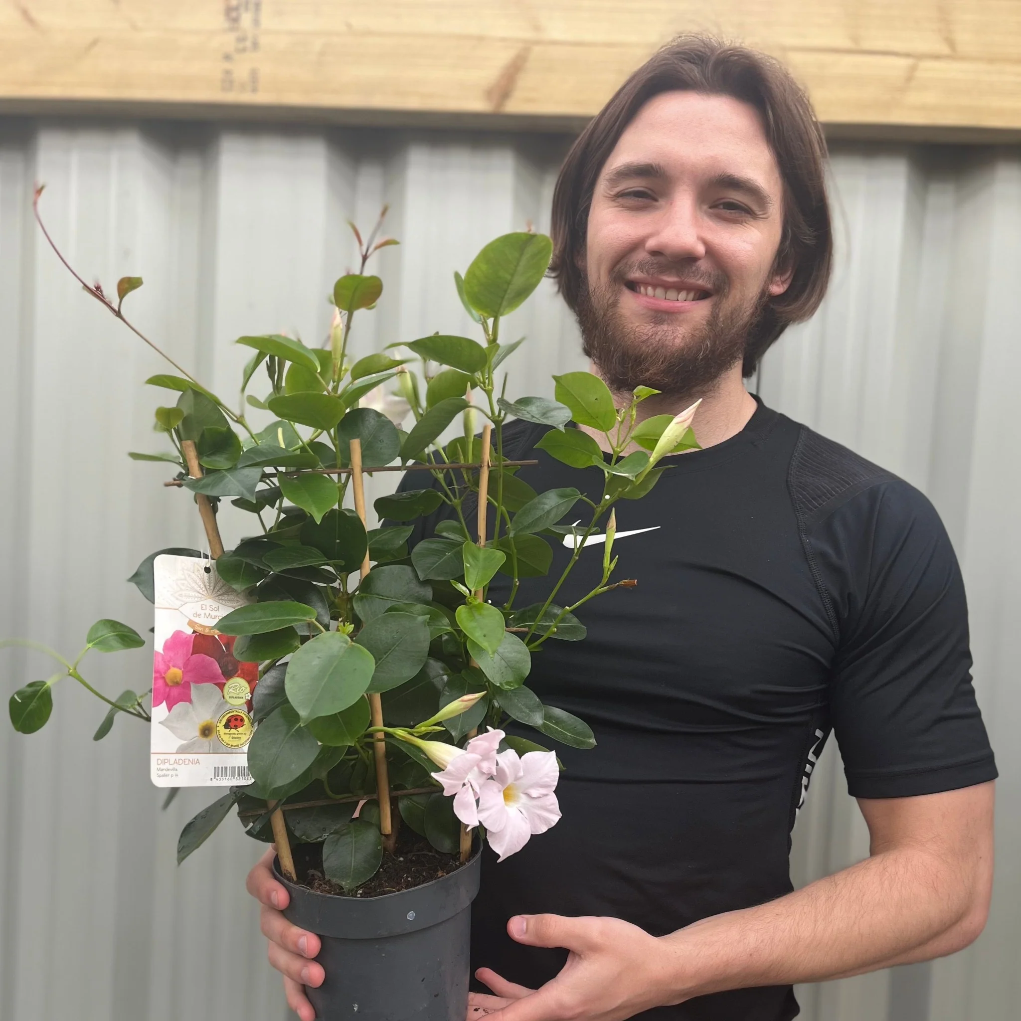 Mandevilla Sanderi Surprise Colour - Image 2