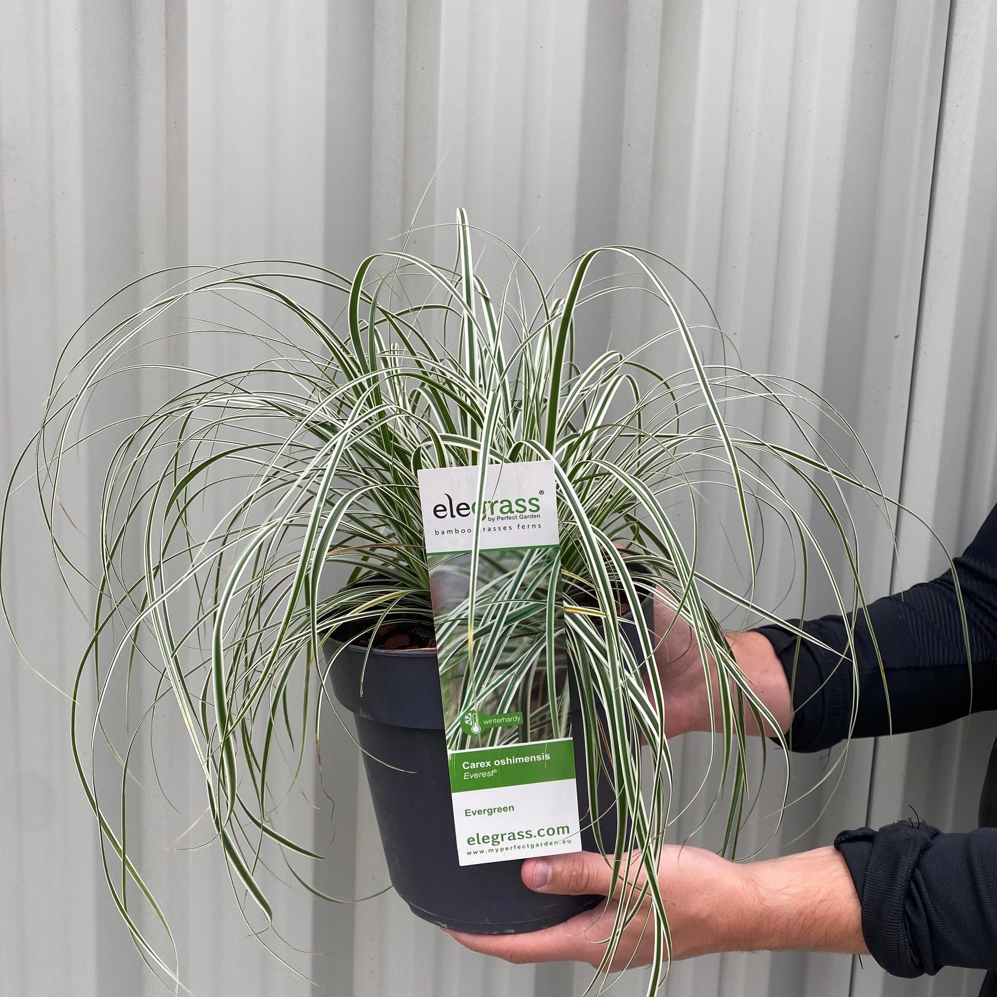 Carex - Everest | Ornamental Grass 9cm / 1L / 2L - Image 3