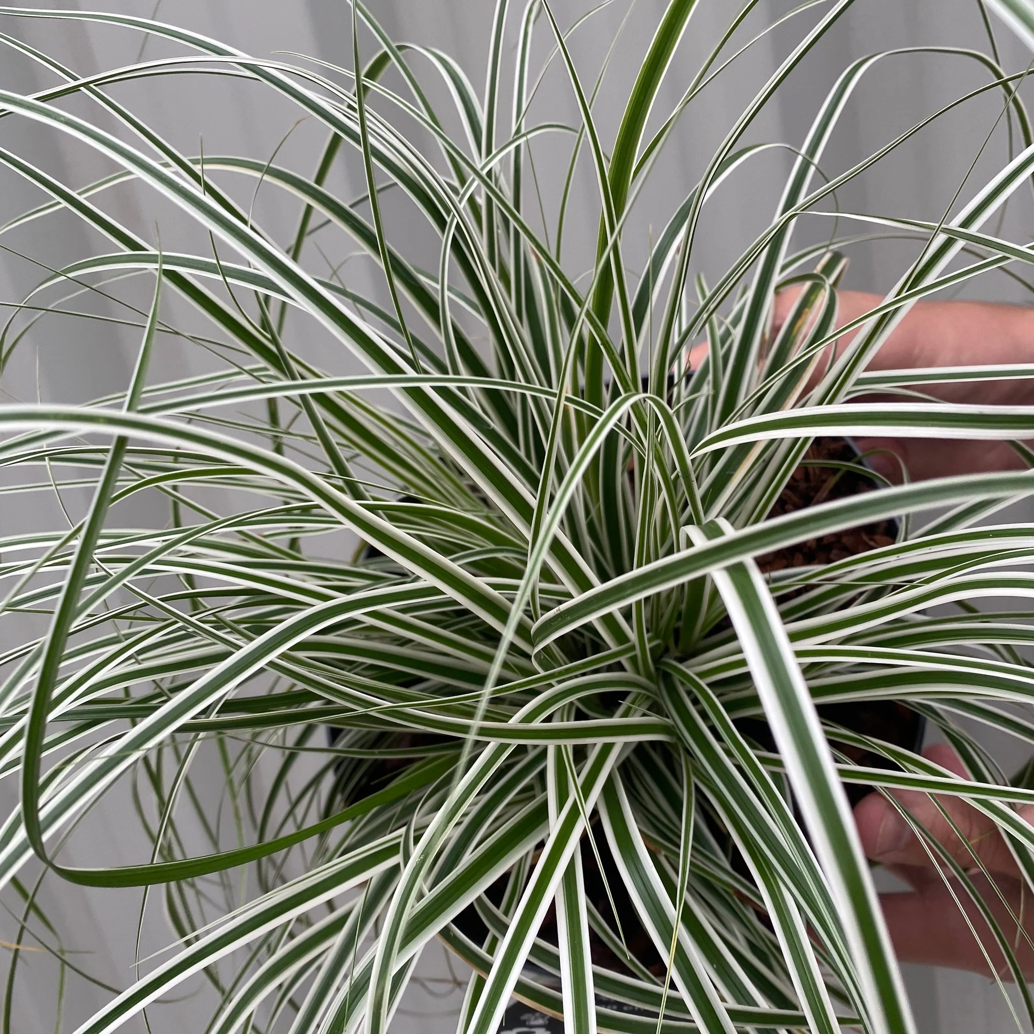 Carex - Everest | Ornamental Grass 9cm / 1L / 2L - Image 4