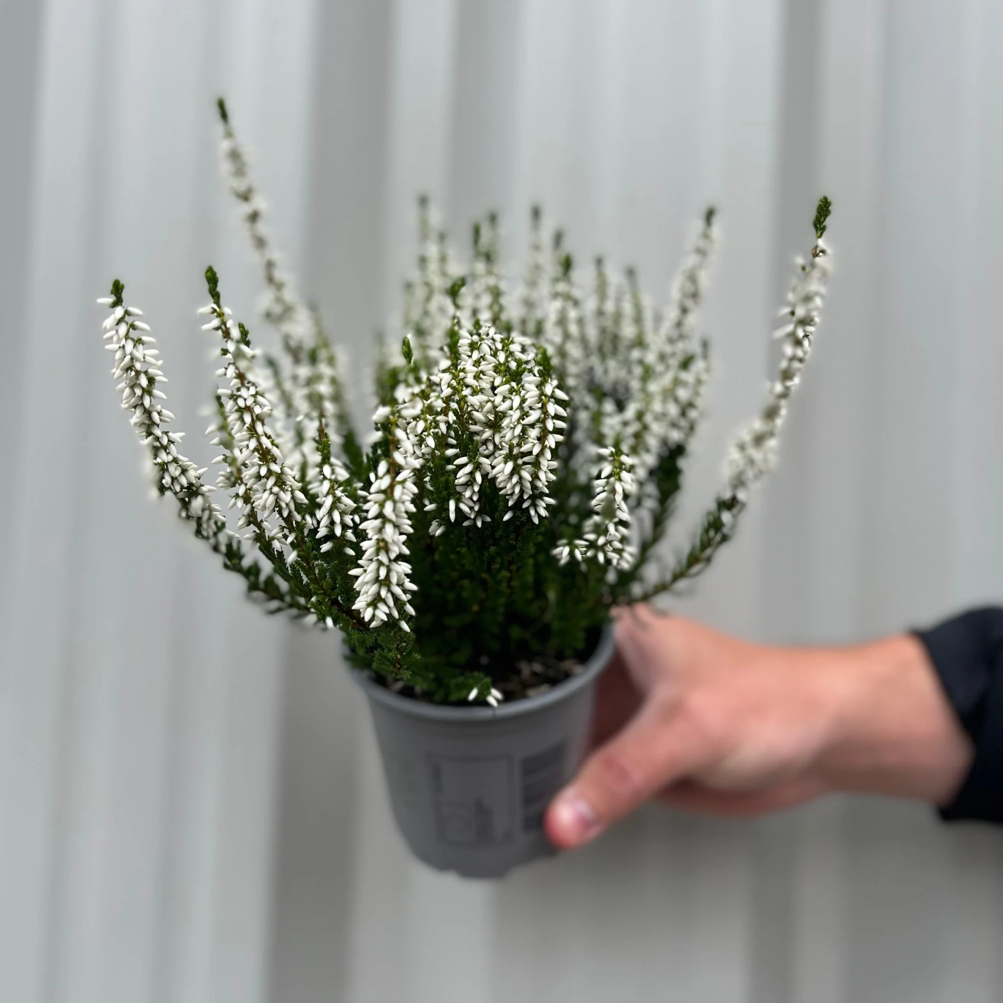 Mix of 3 Calluna Heather (9cm Pot) - Image 3