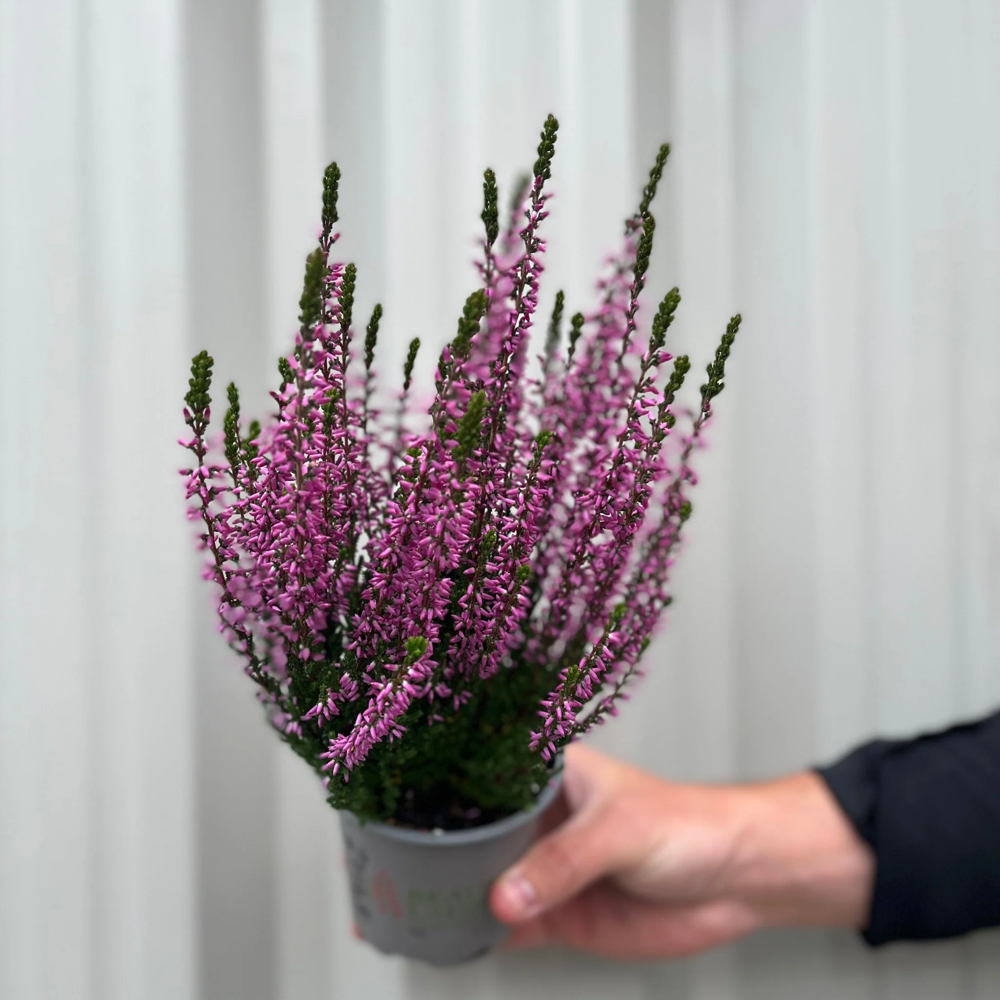 Mix of 3 Calluna Heather (9cm Pot) - Image 6