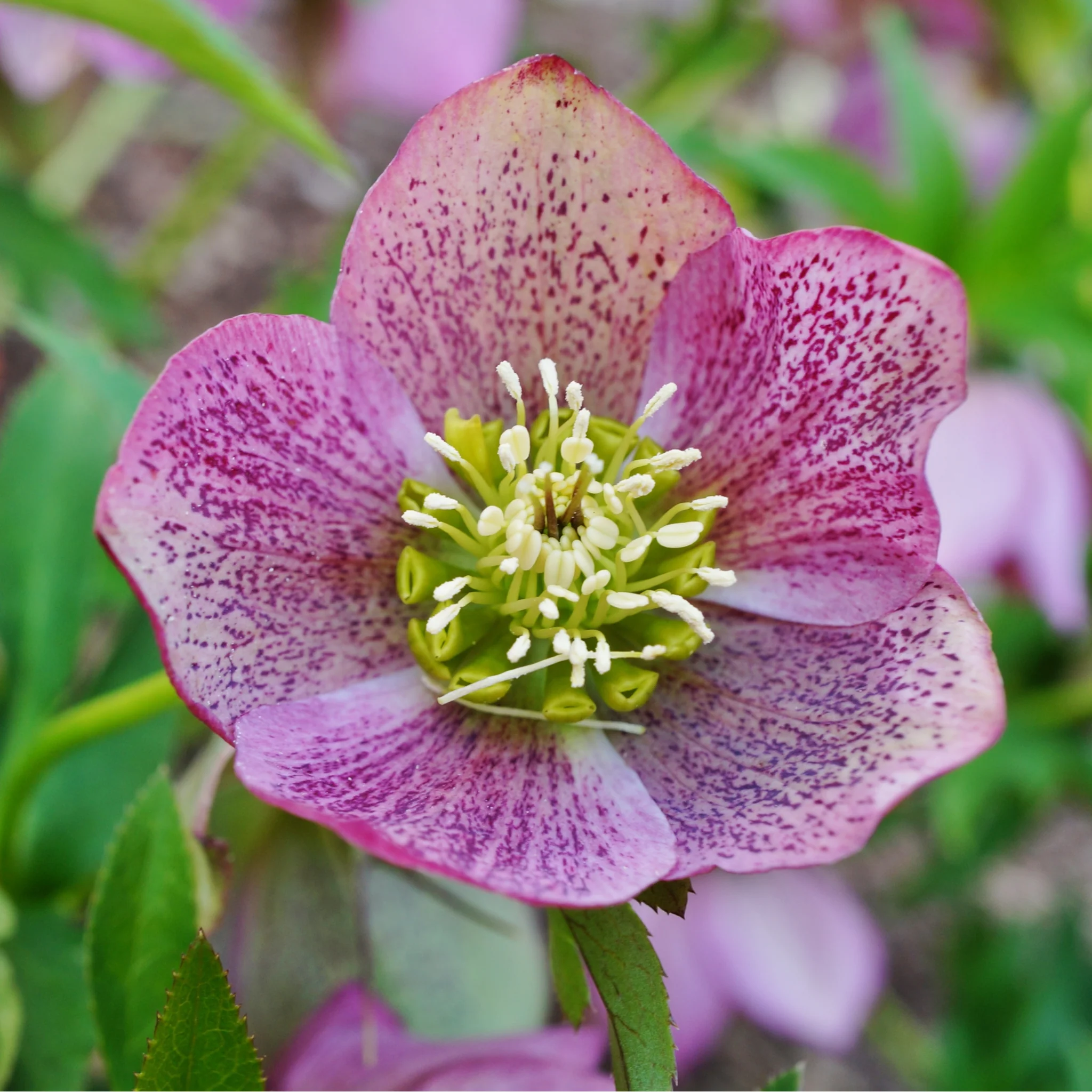 Mix of 3 Hellebore/Helleborus (3 x 9cm Pots) - Image 4