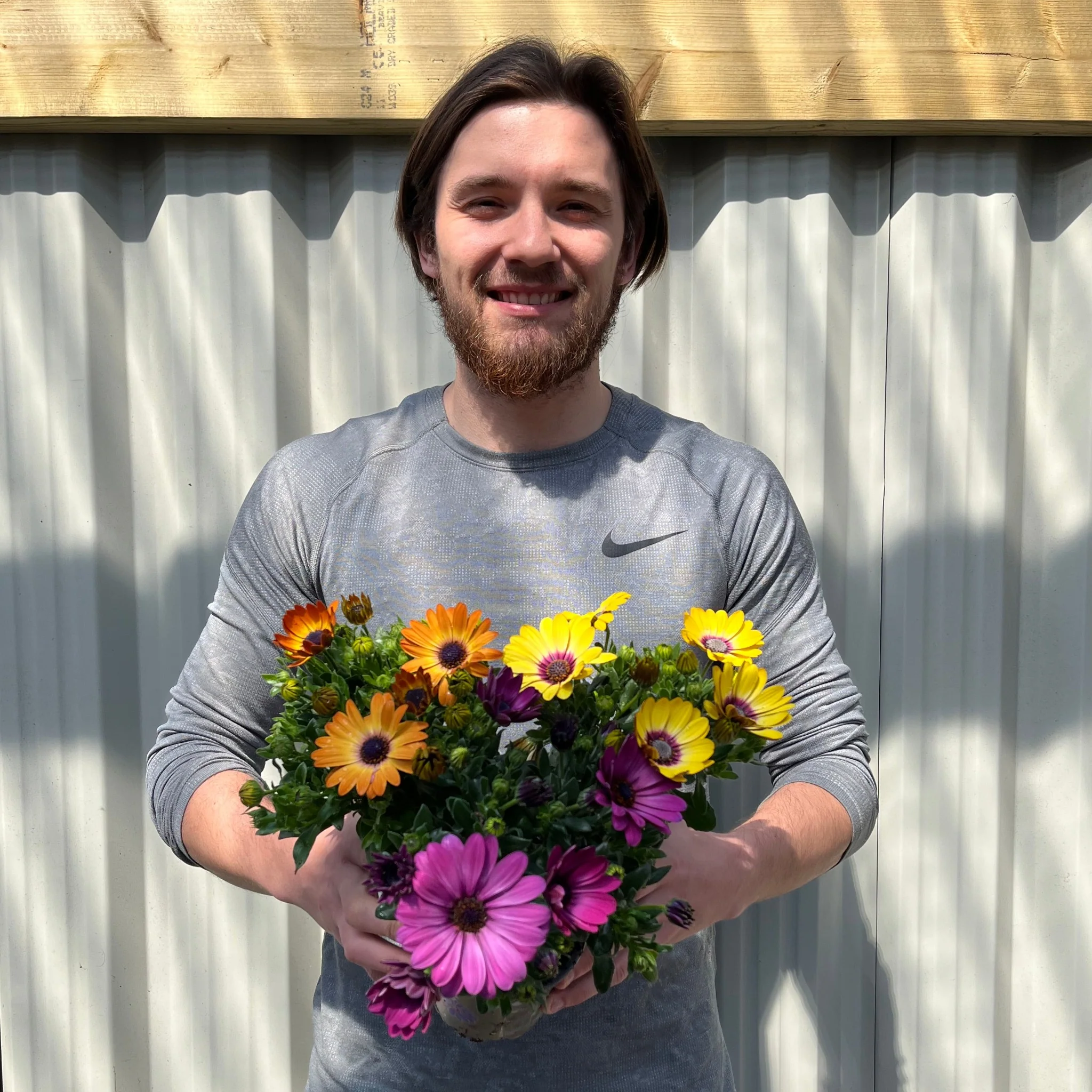 Mix of 3 Osteospermum (African/Cape Daisy) 10cm Pot - Image 2