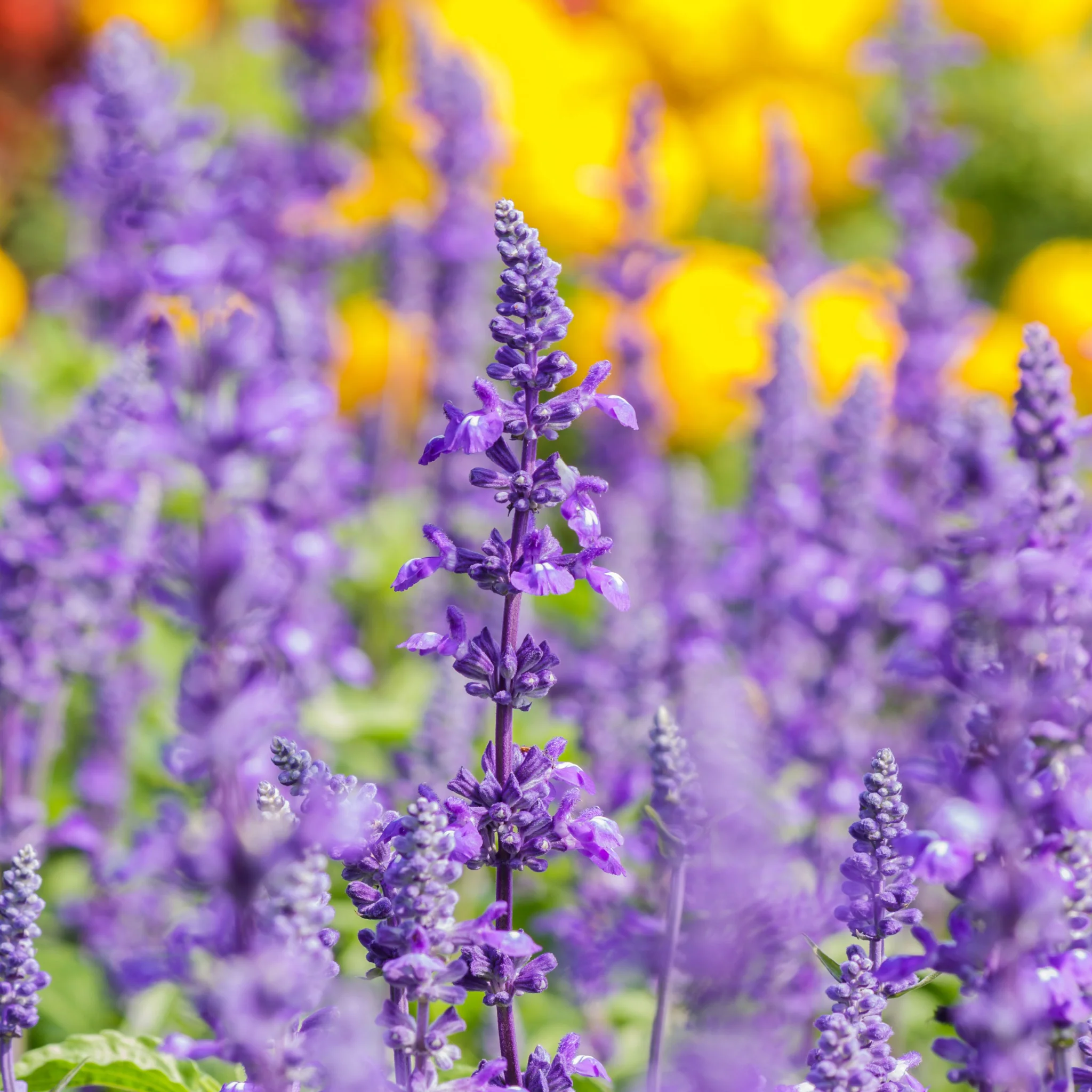 Mix of 3 Salvia (3 x 9cm Pots) - Image 3
