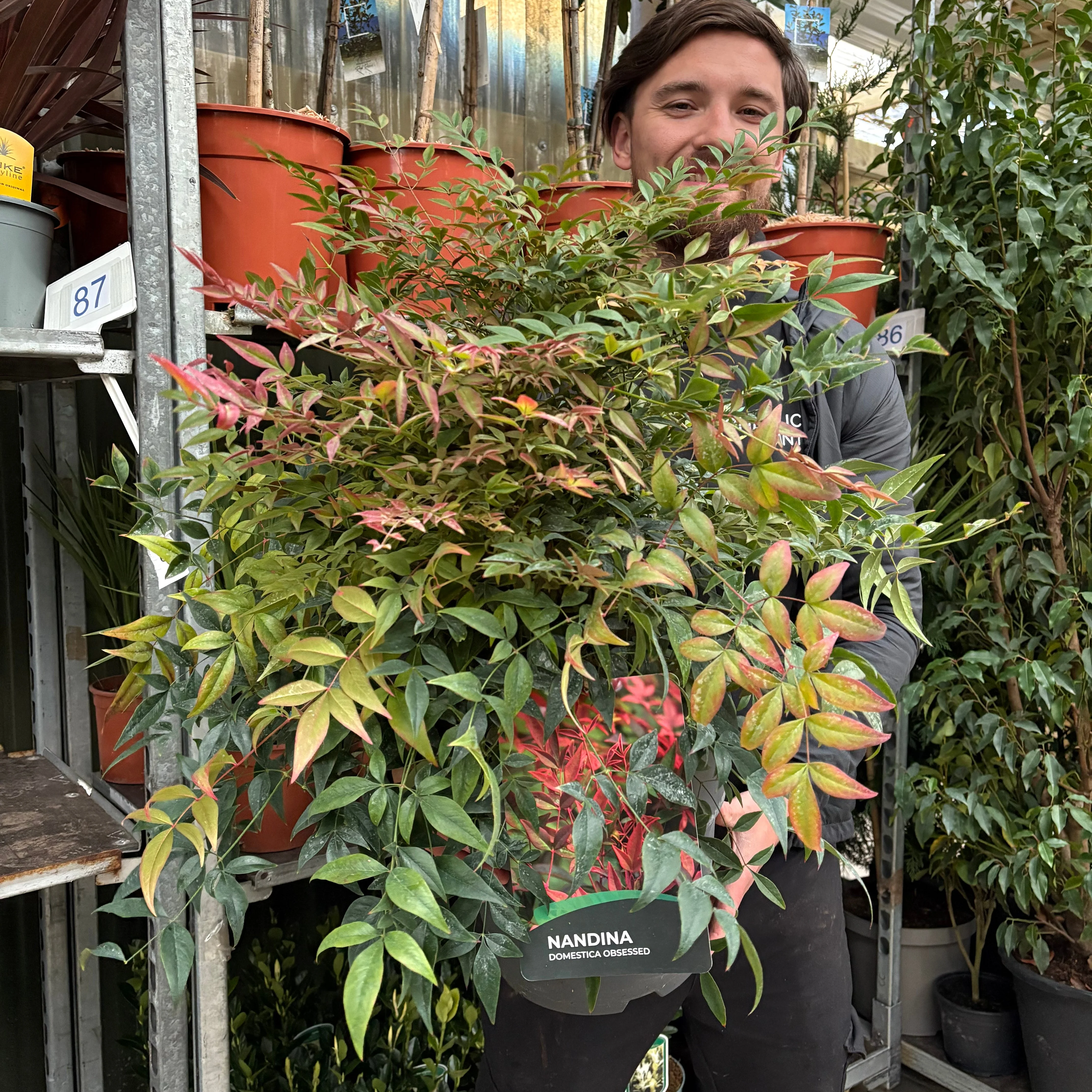 Nandina domestica 'Obsessed' 9cm / 3L / 10: - Image 3