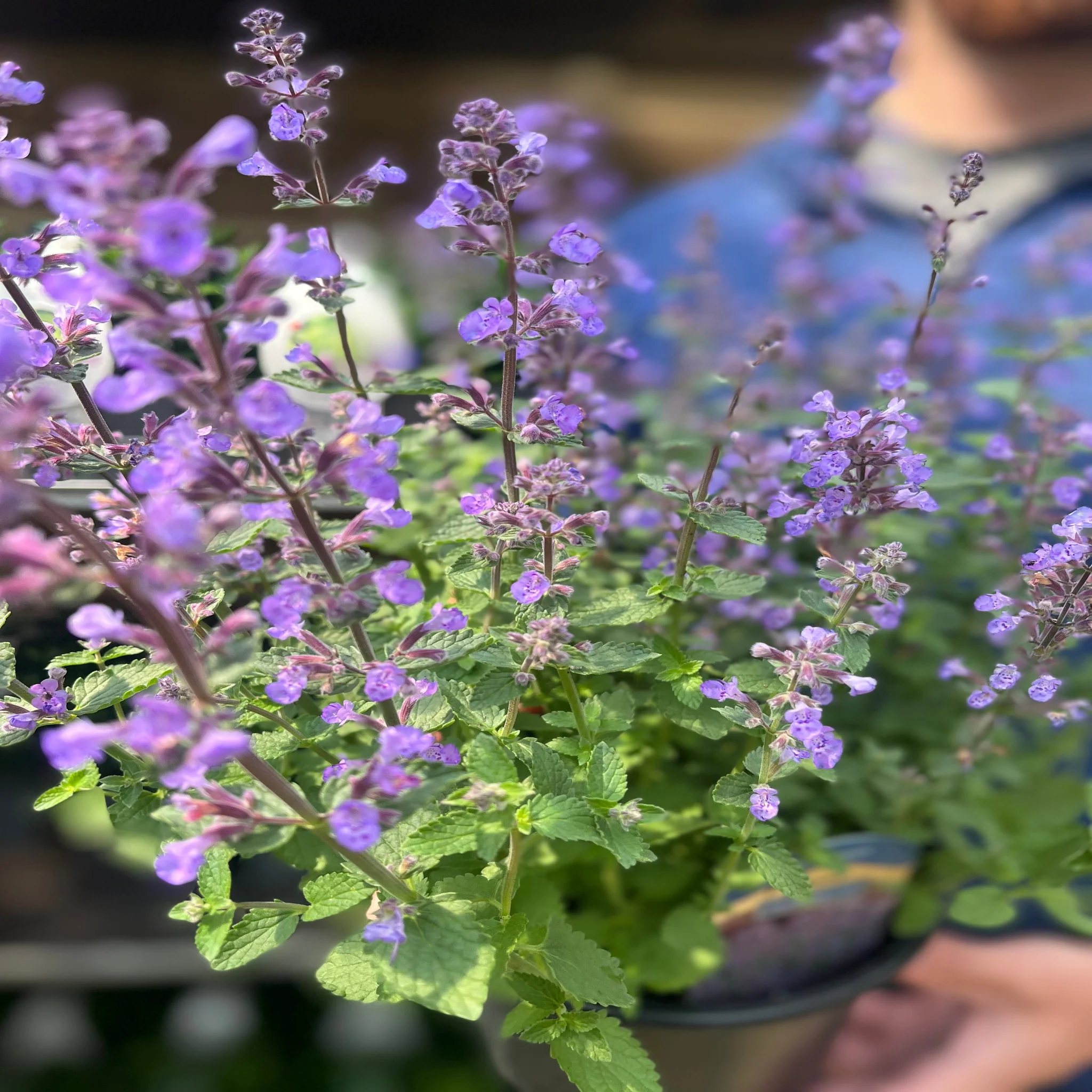 Nepeta 'Purrsian Blue' 9cm / 2L - Image 2