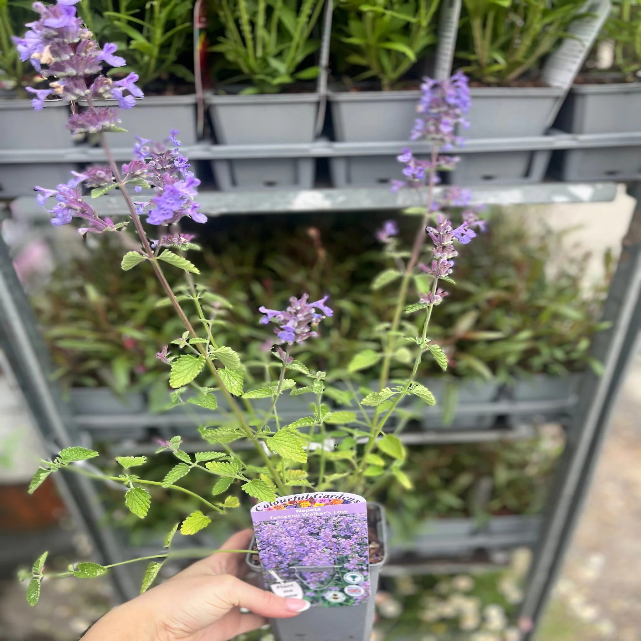 Nepeta 'Walkers Low' 9cm/2L - Image 2
