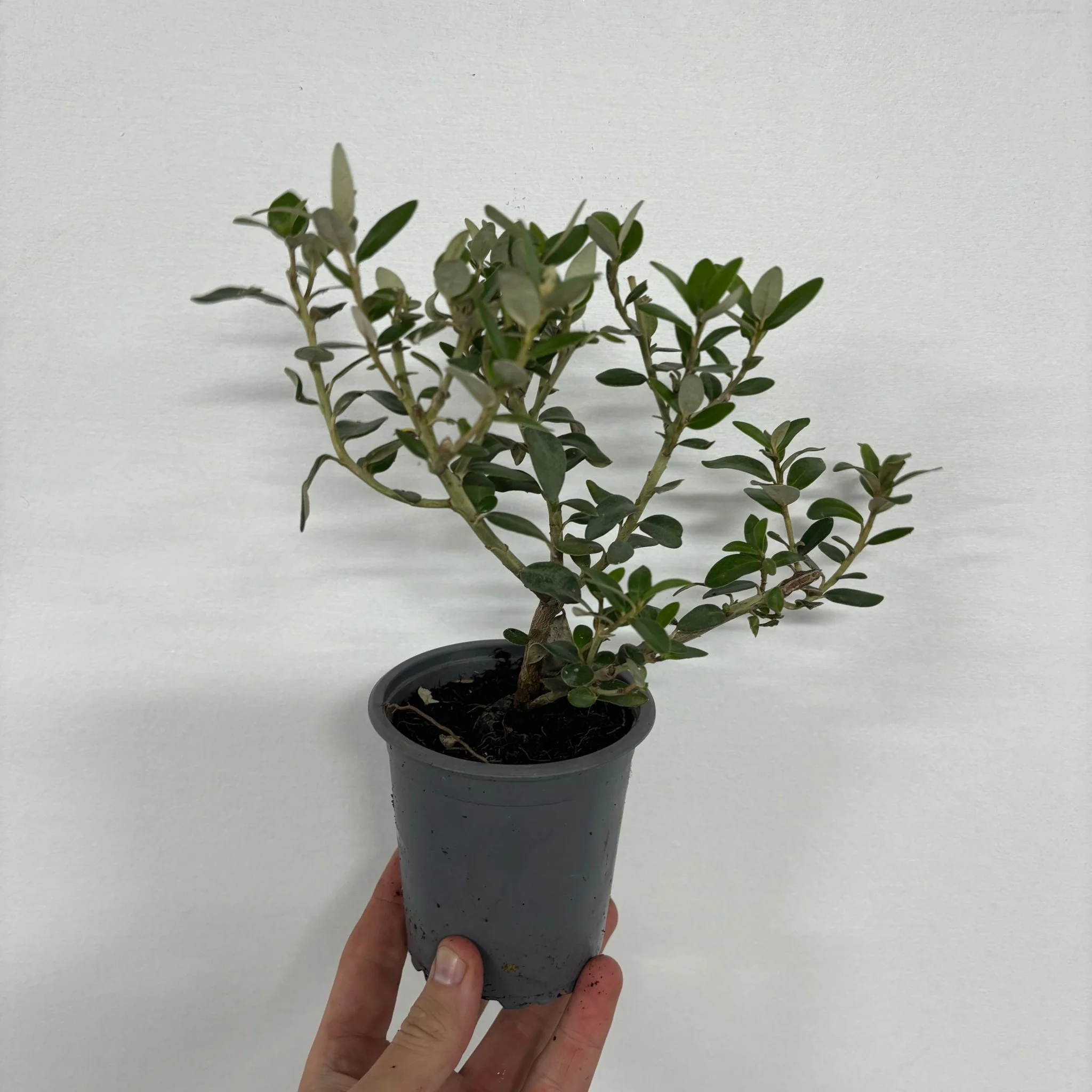Olearia x Haastii (Daisy Bush) 9cm - Image 3