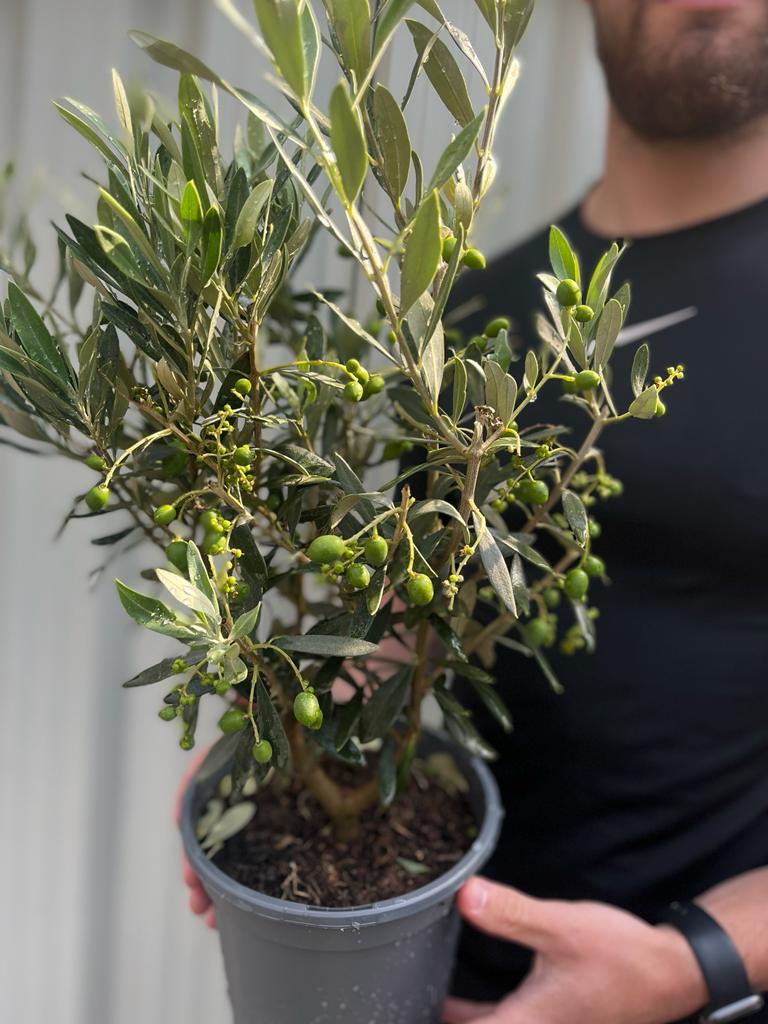 Olive Bush | Olea Europeana (3 Sizes Available) 50-110cm - Image 4