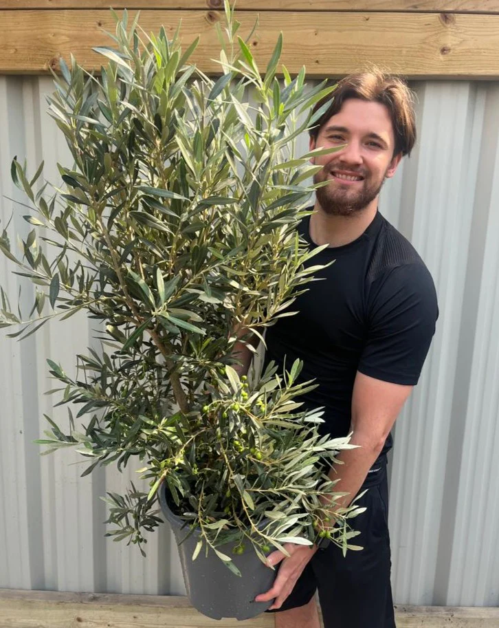 Olive Bush | Olea Europeana (3 Sizes Available) 50-110cm - Image 5