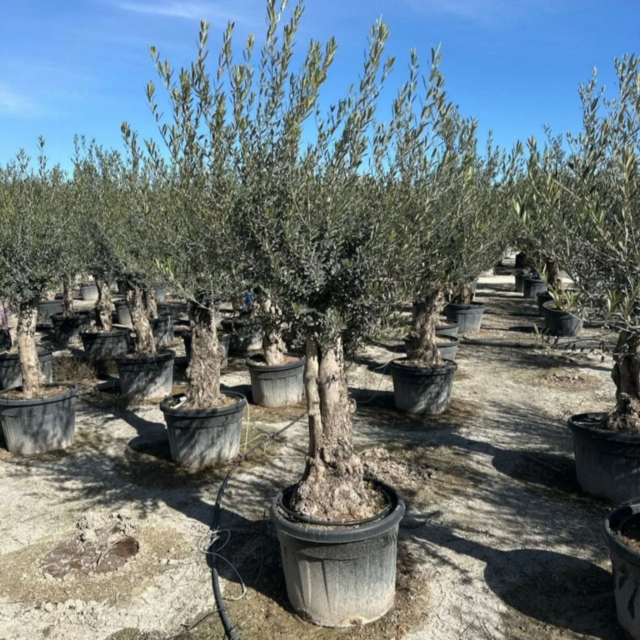 Olive Tree 110L Bonsai Specimen (Girth 40-60cm) 220-240cm Height - Image 2