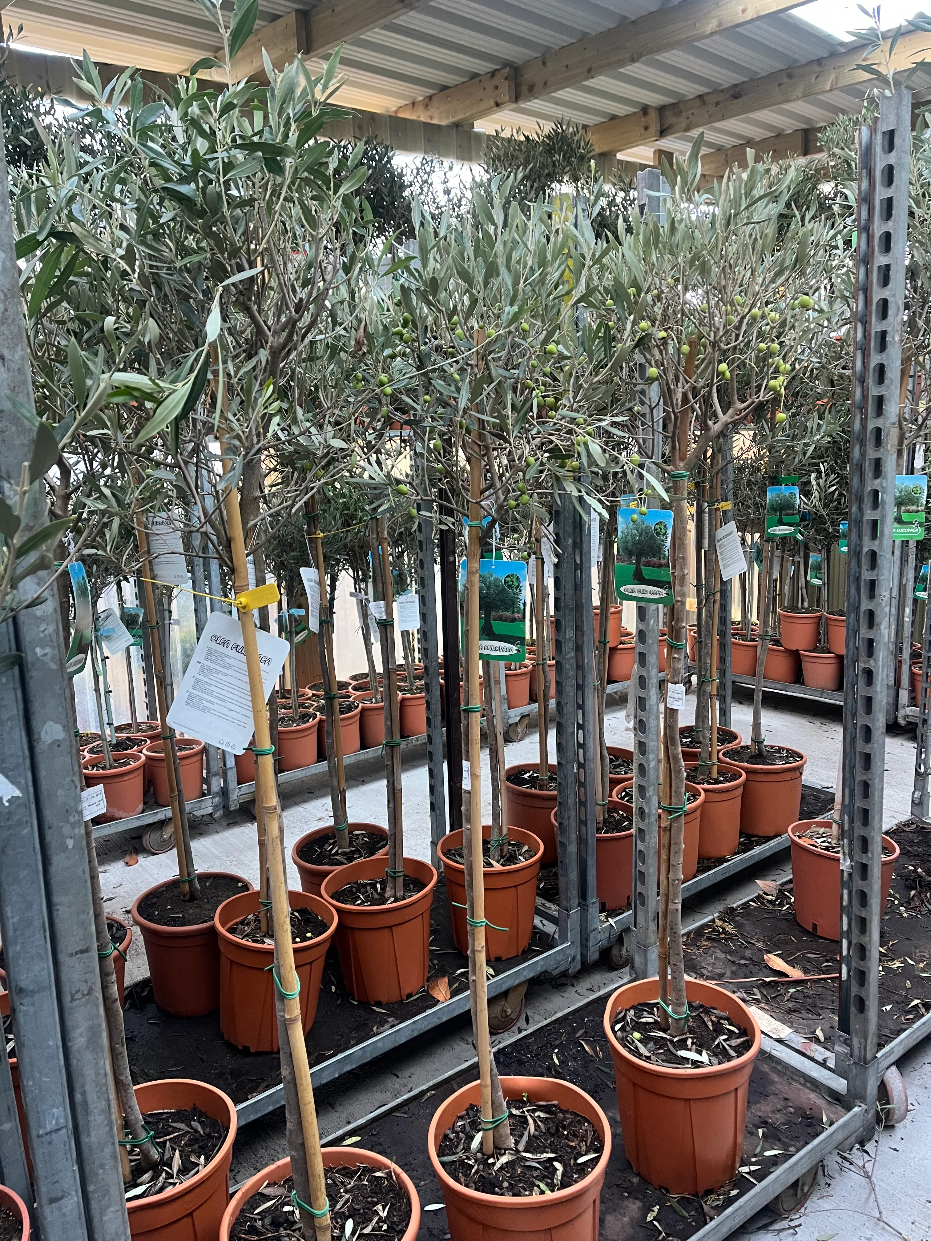 Olive Tree 150-170cm (Second Selection - Reduced to clear) - Image 6