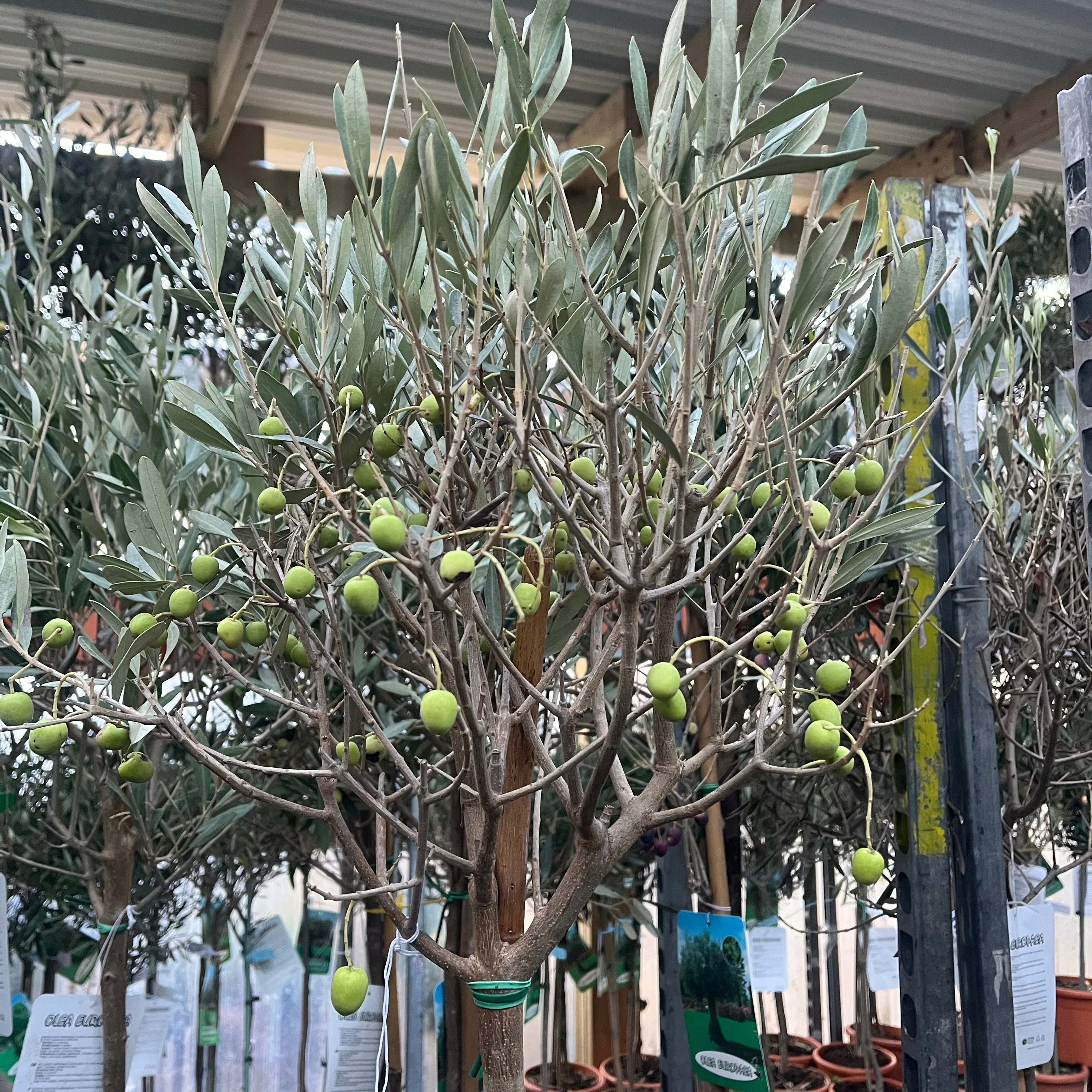 Olive Tree 150-170cm (Second Selection - Reduced to clear) - Image 7