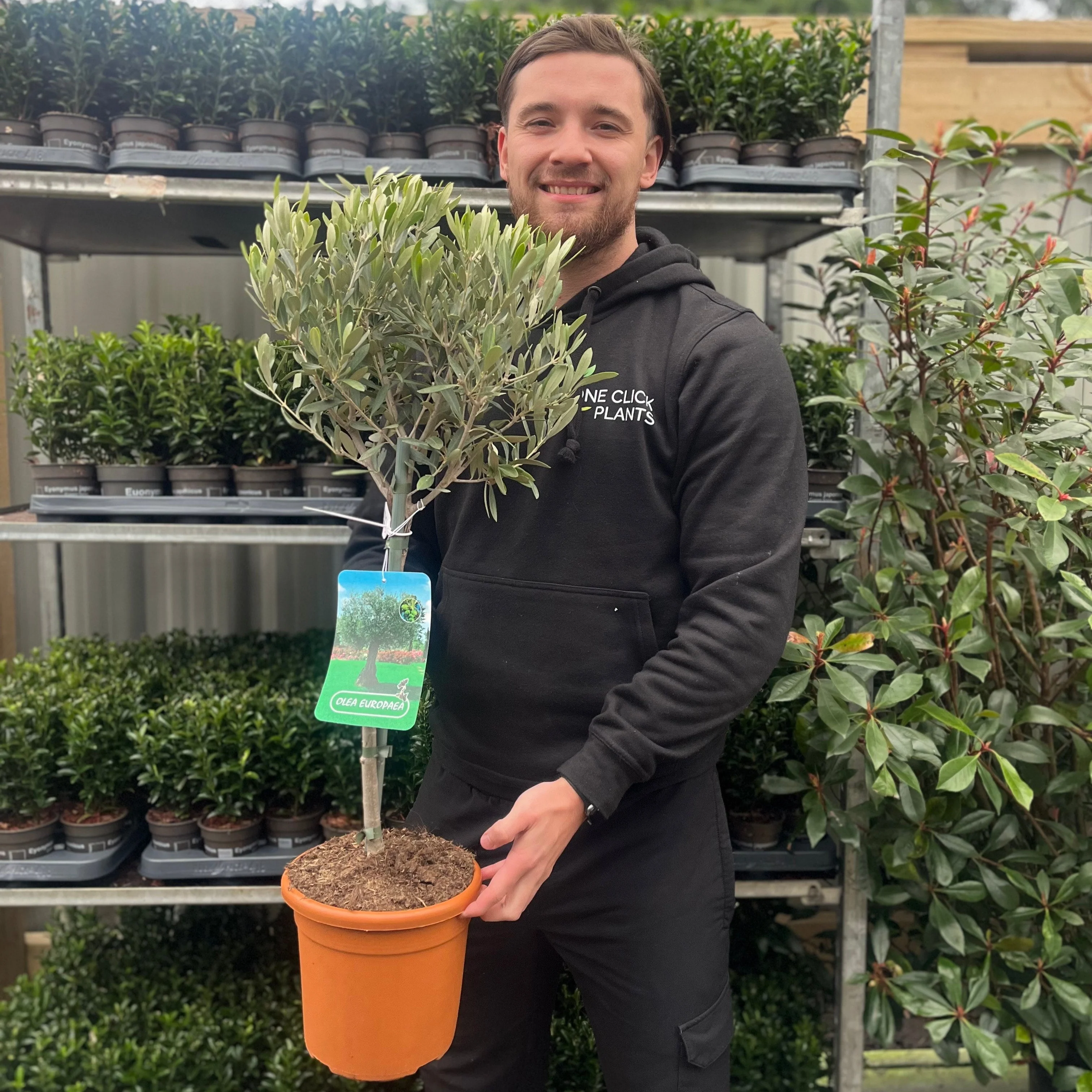 Olive Tree | Olea europea - Image 3