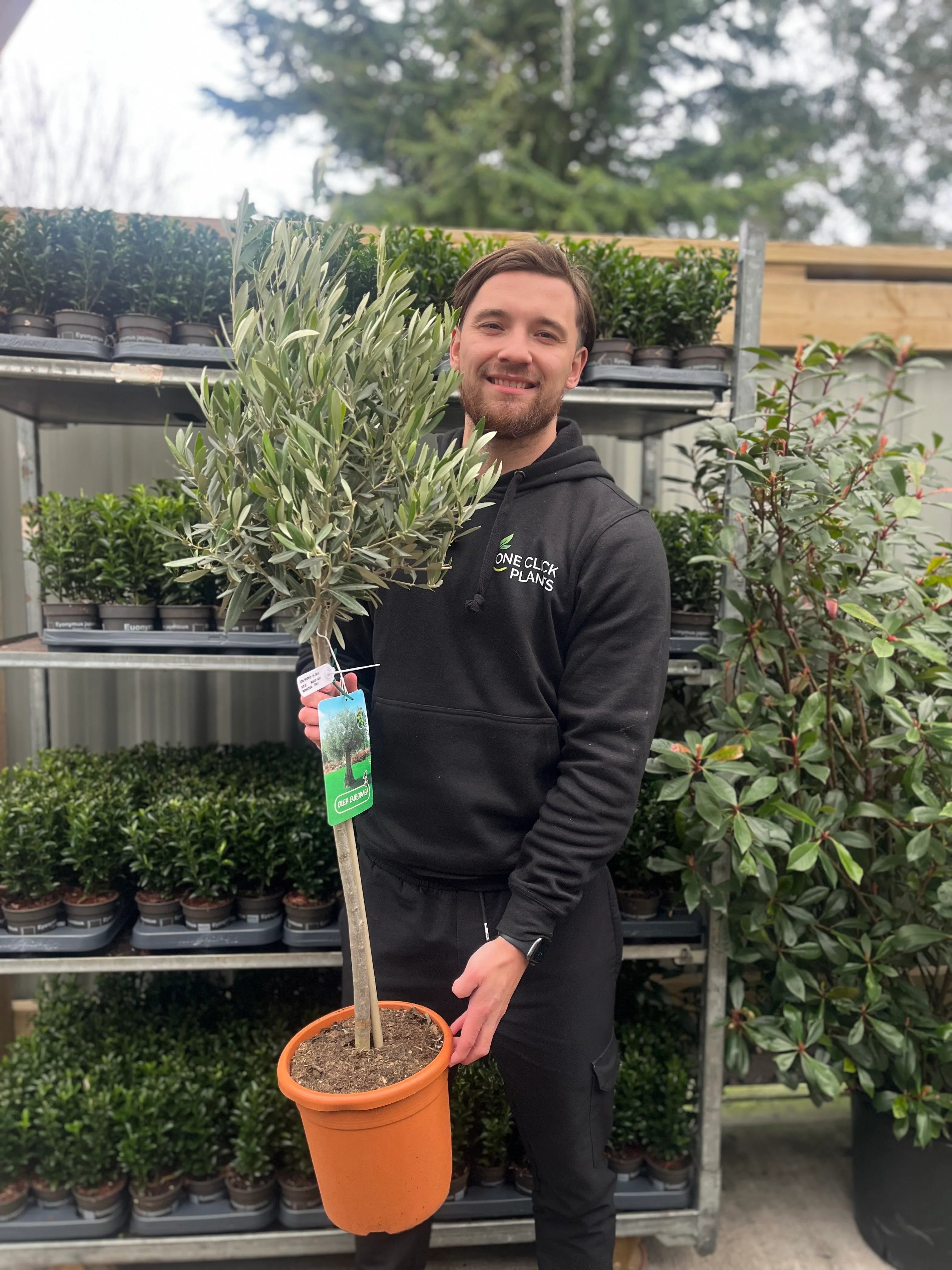 Olive Tree | Olea europea - Image 4