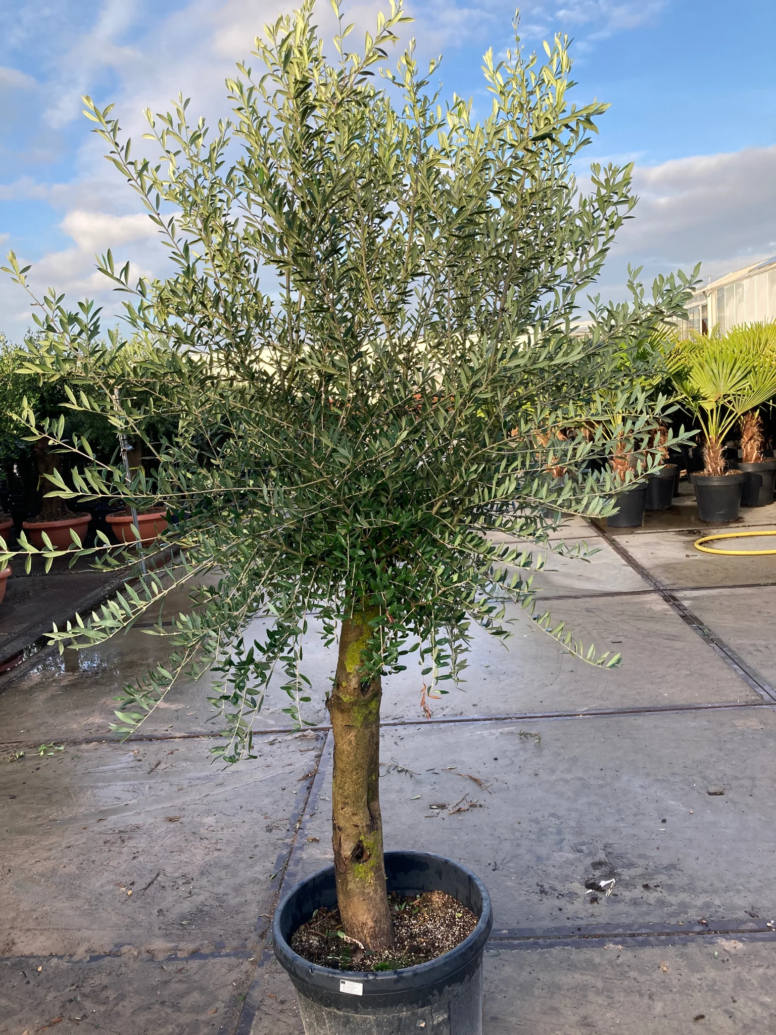 Olive Tree 45L 1.5-1.8m + Teracotta Pot + Soil + Gravel - Image 3
