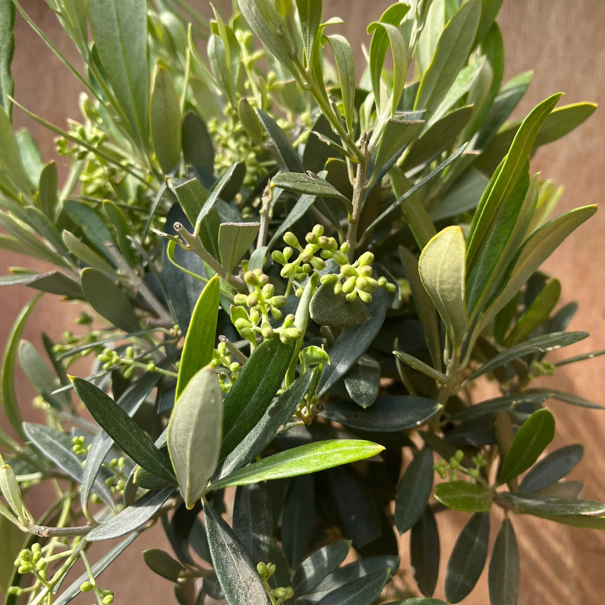 Olive Tree | Hardy Evergreen Potted Tree | 50-60cm - Image 3