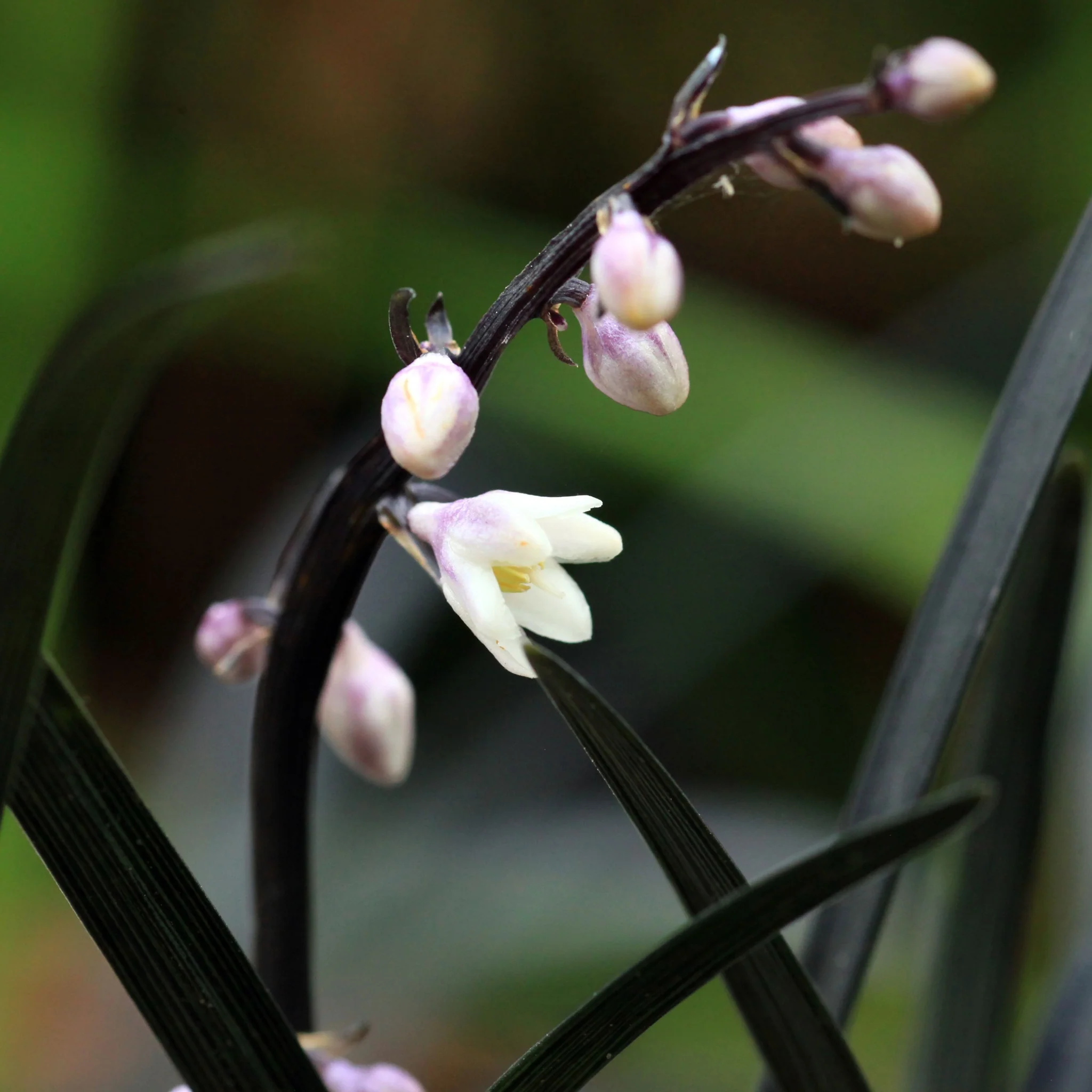 Ophiopogon planiscapus Nigrenscens 'Black Mondo Grass' 2L - Image 3