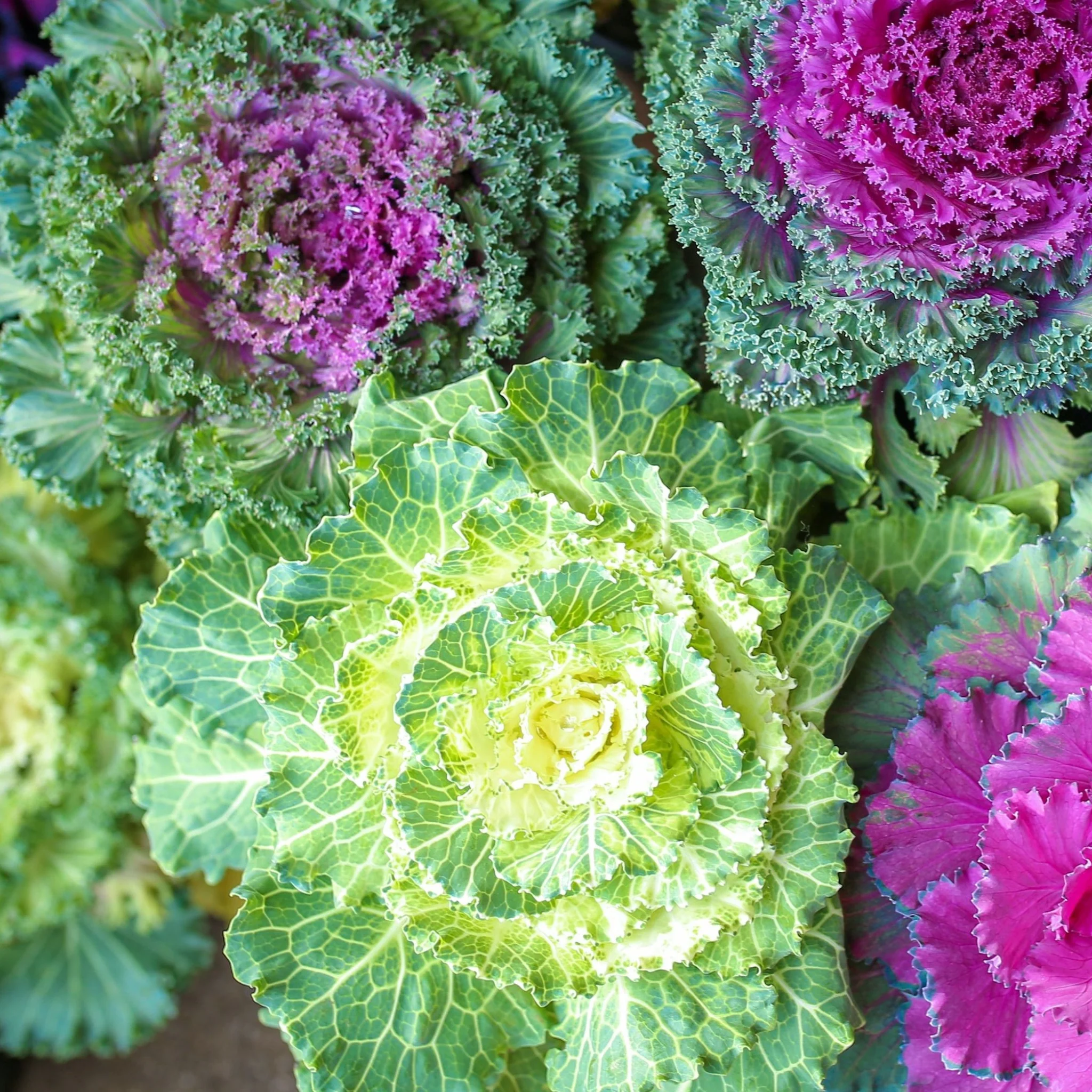 Ornamental Brassica Cabbage (3 Plants in 12cm Pots) - Image 2