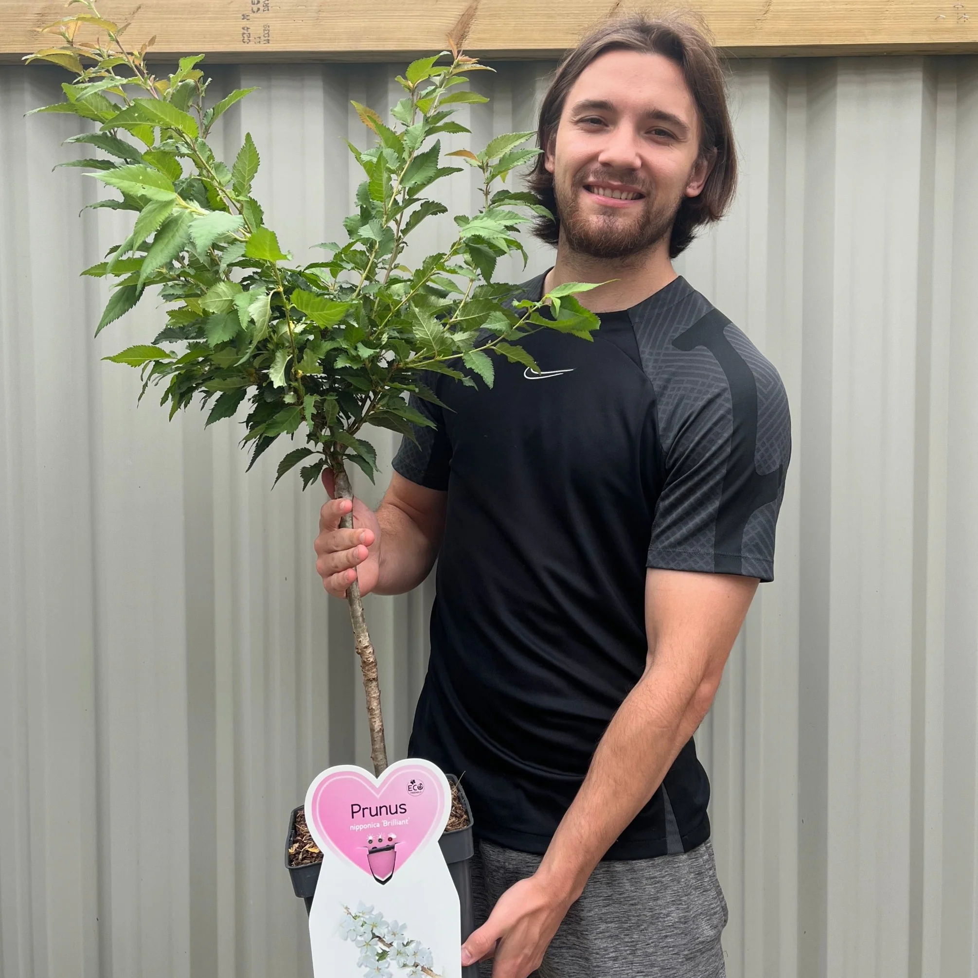 Ornamental Flowering Cherry Blossom Dwarf Tree - Nipponica ‘Brilliant’ (2 Sizes Available) - Image 5