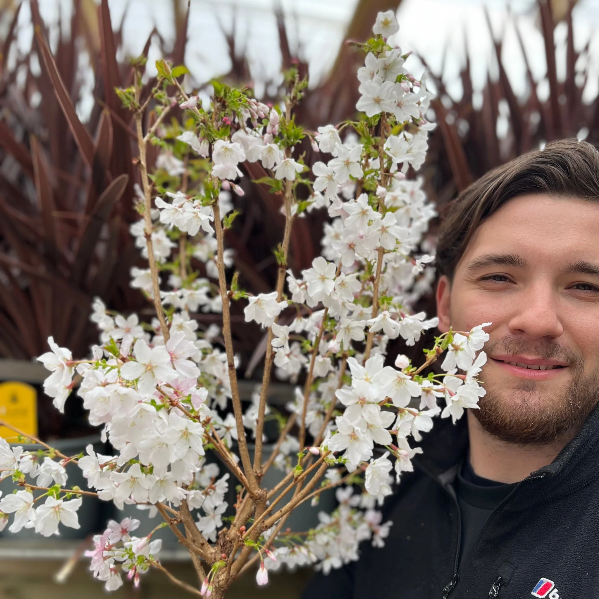 Ornamental Flowering Cherry Blossom Dwarf Tree - Nipponica ‘Brilliant’ (2 Sizes Available) - Image 6
