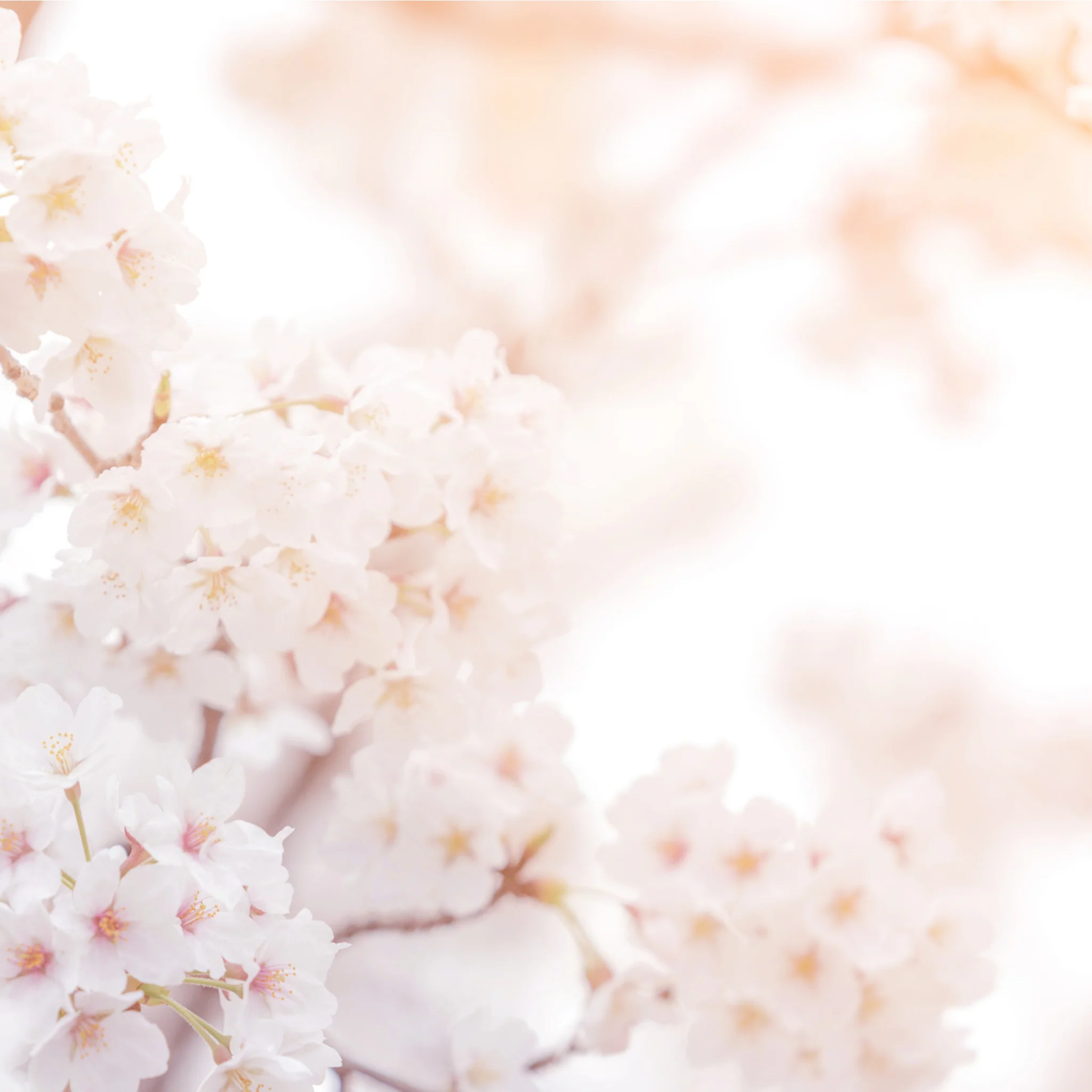 Ornamental Flowering Cherry Blossom Dwarf Tree - Nipponica ‘Brilliant’ (2 Sizes Available) - Image 7