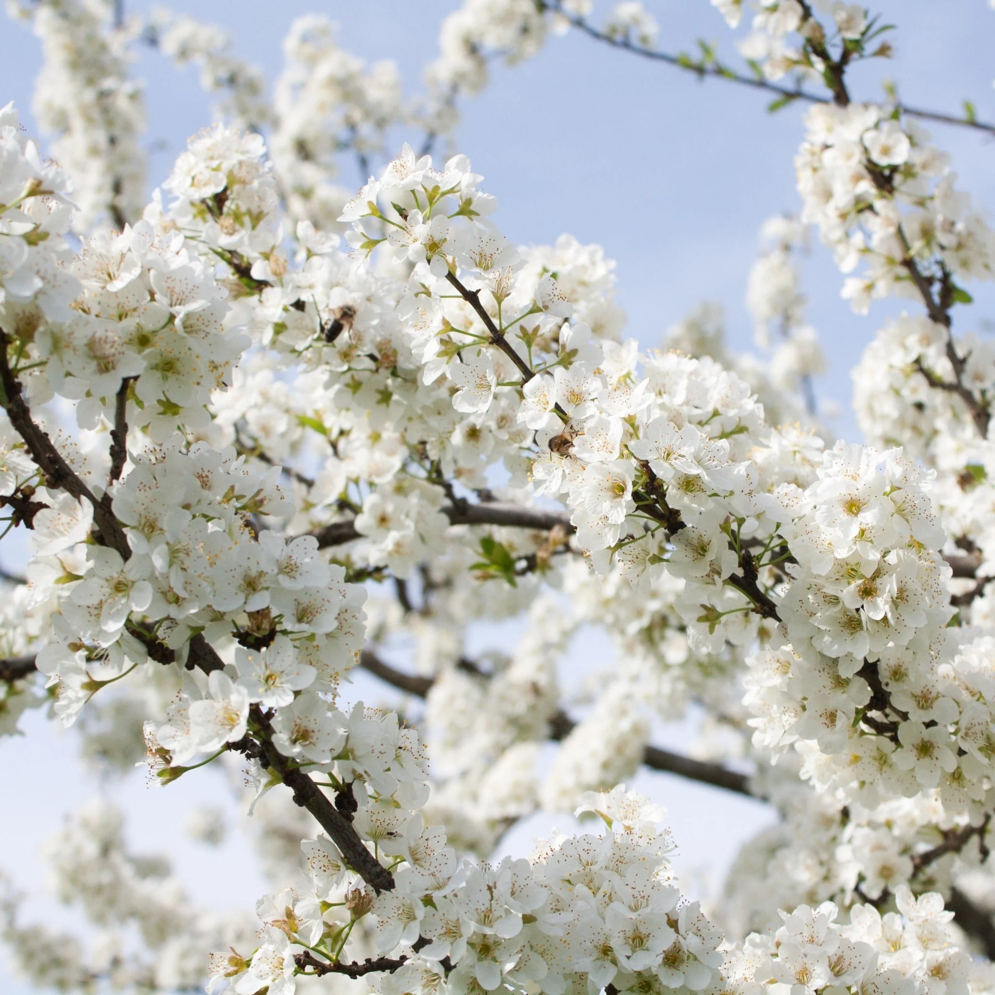 Ornamental Flowering Cherry Blossom Dwarf Tree - Nipponica ‘Brilliant’ (2 Sizes Available) - Image 8