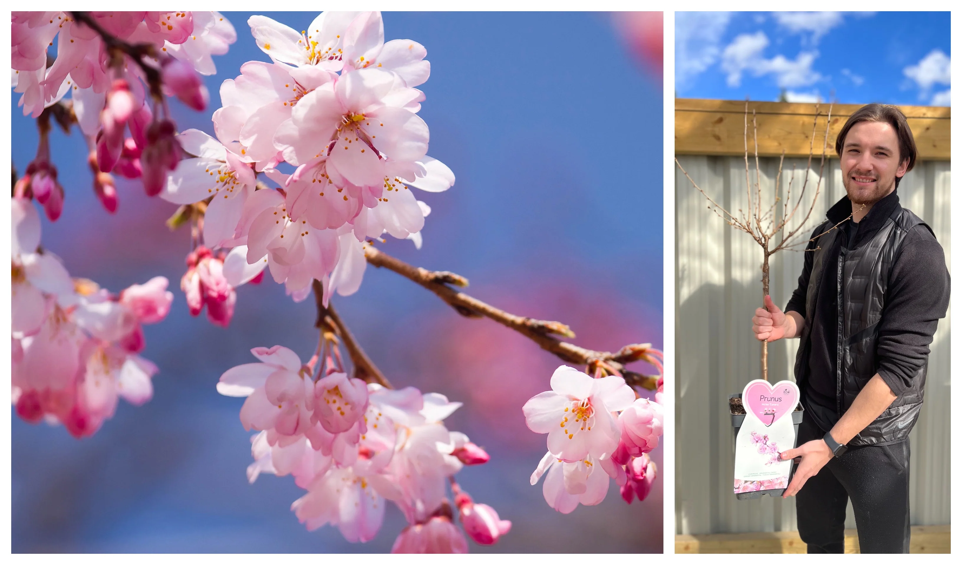 Ornamental Flowering Cherry Blossom Tree Dwarf - Incisa 'Cunera' 100-120cm - Image 4