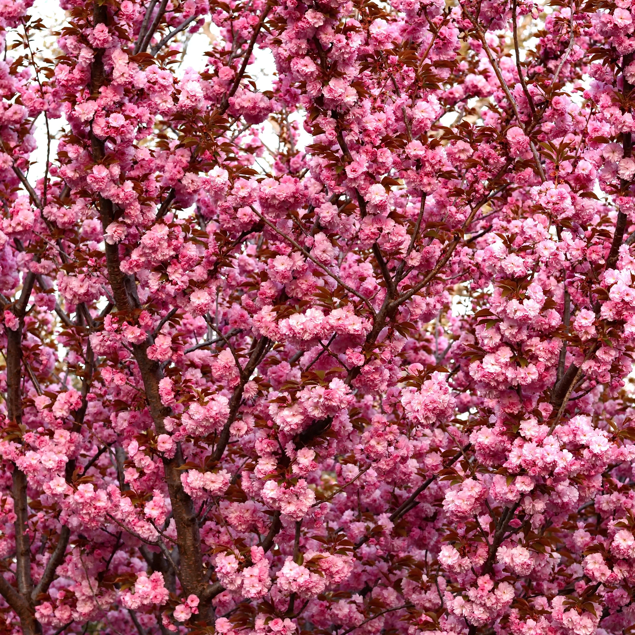 Ornamental Flowering Cherry Blossom Tree Dwarf - Prunus serrulata 'Kanzan' (2 Sizes Available) - Image 3