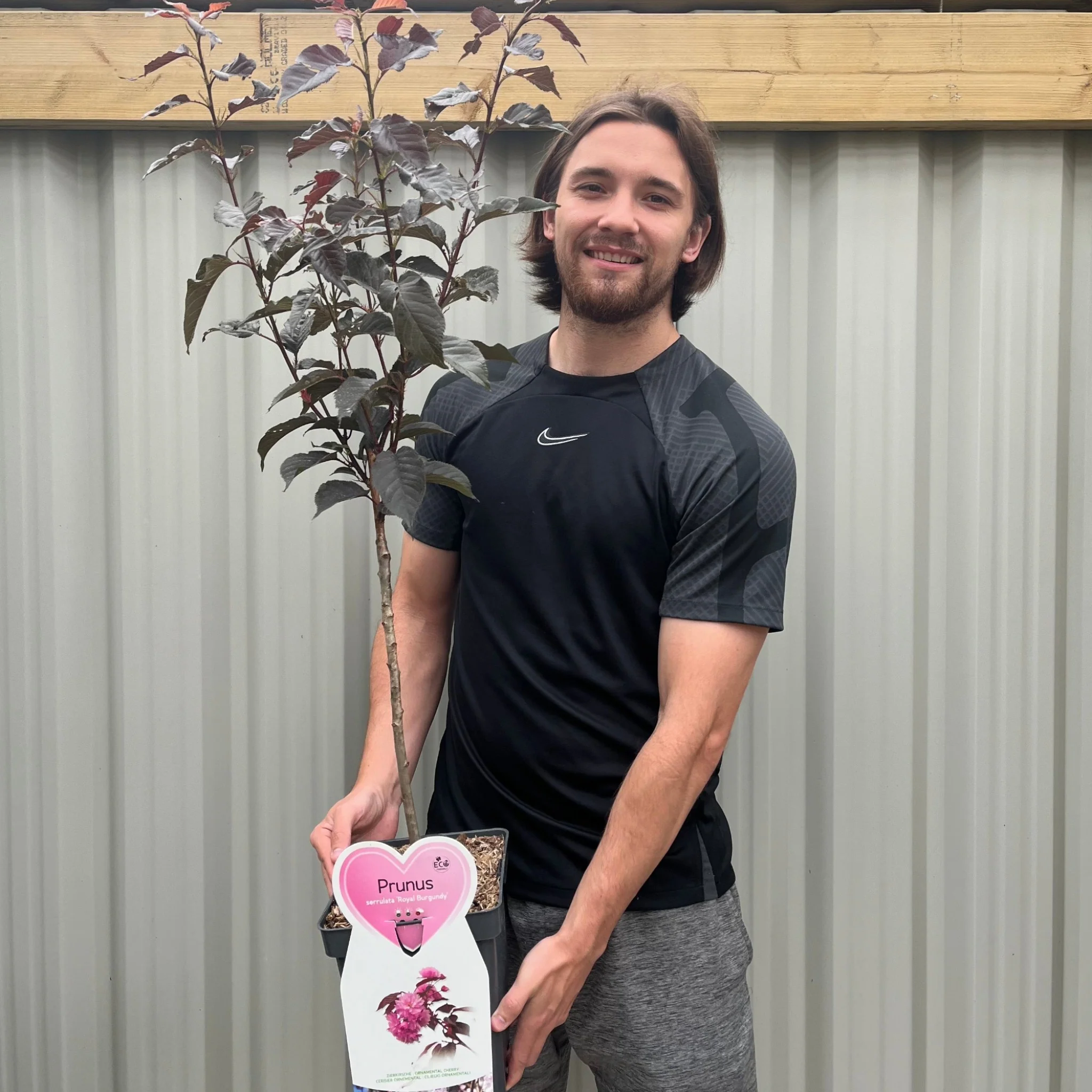 Ornamental Flowering Cherry Blossom Tree Dwarf - Prunus serrulata 'Royal Burgundy' 1m - Image 3