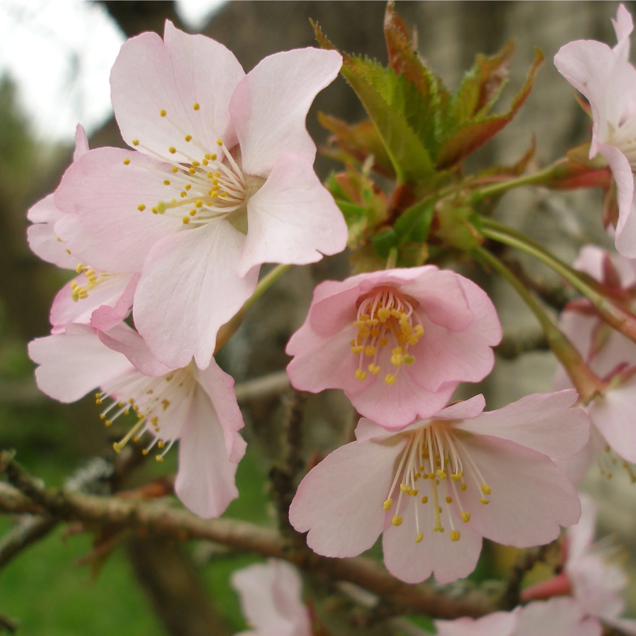 Prunus Niponica 'Ruby' - Ornamental Flowering Cherry Blossom Tree 7.5L 1m - Image 3