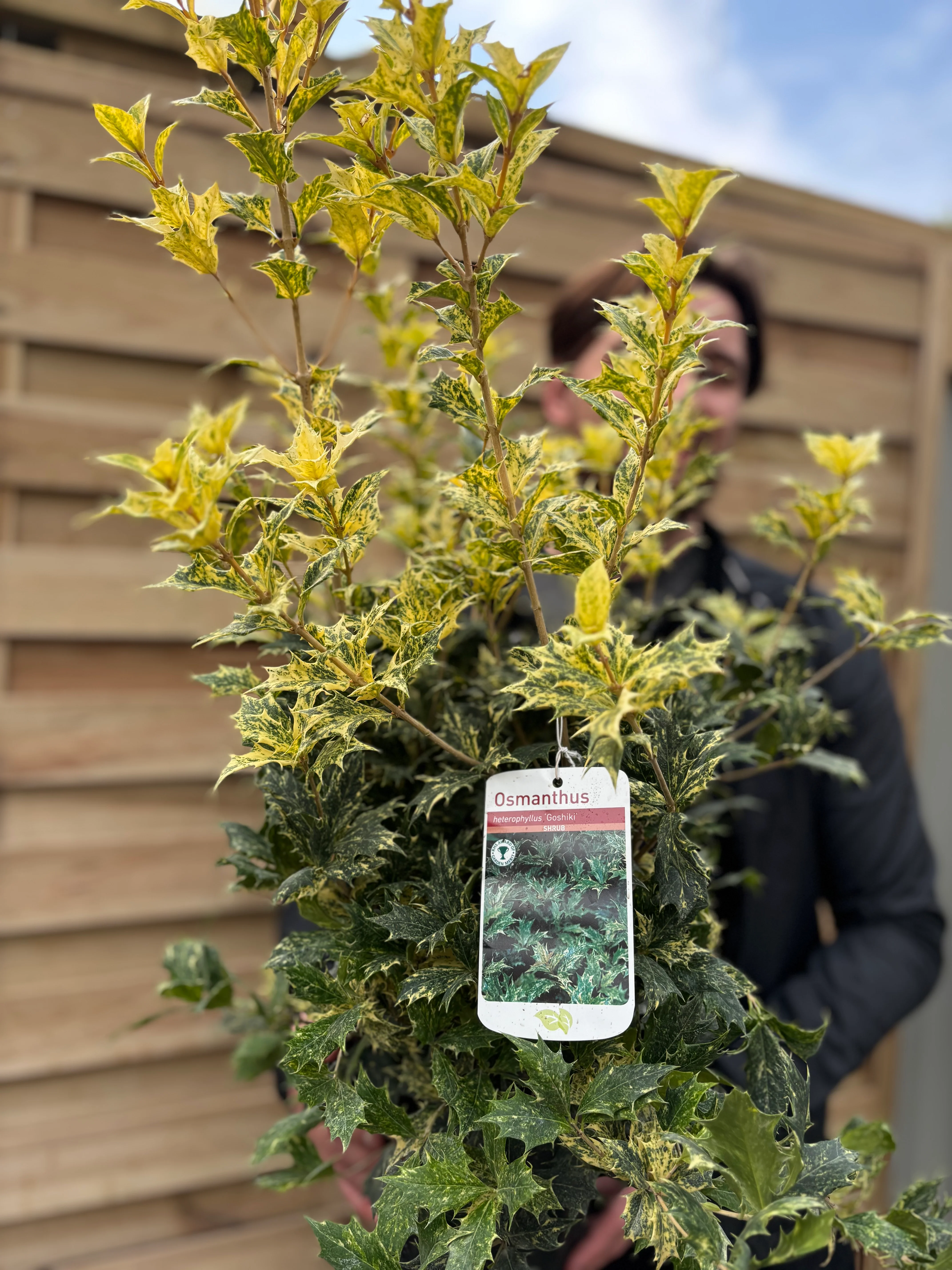 Osmanthus heterophyllus 'Goshiki' (False Holly) 5L 70-80cm - Image 4