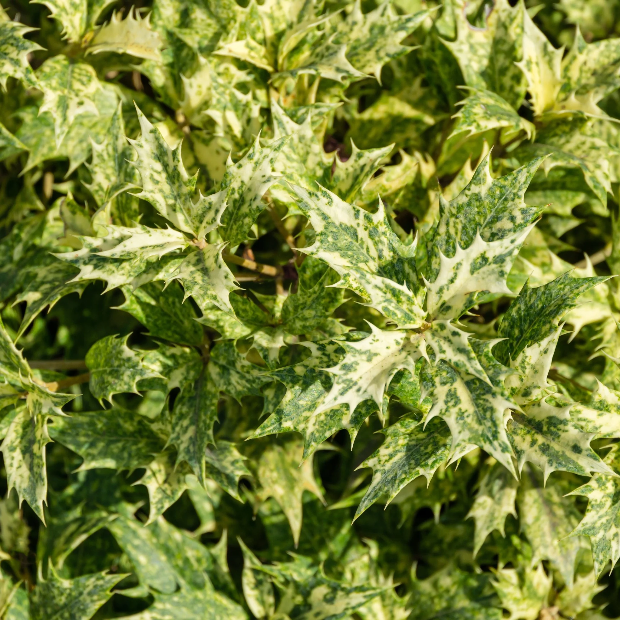 Osmanthus heterophyllus 'Goshiki' (False Holly) 5L 70-80cm - Image 3
