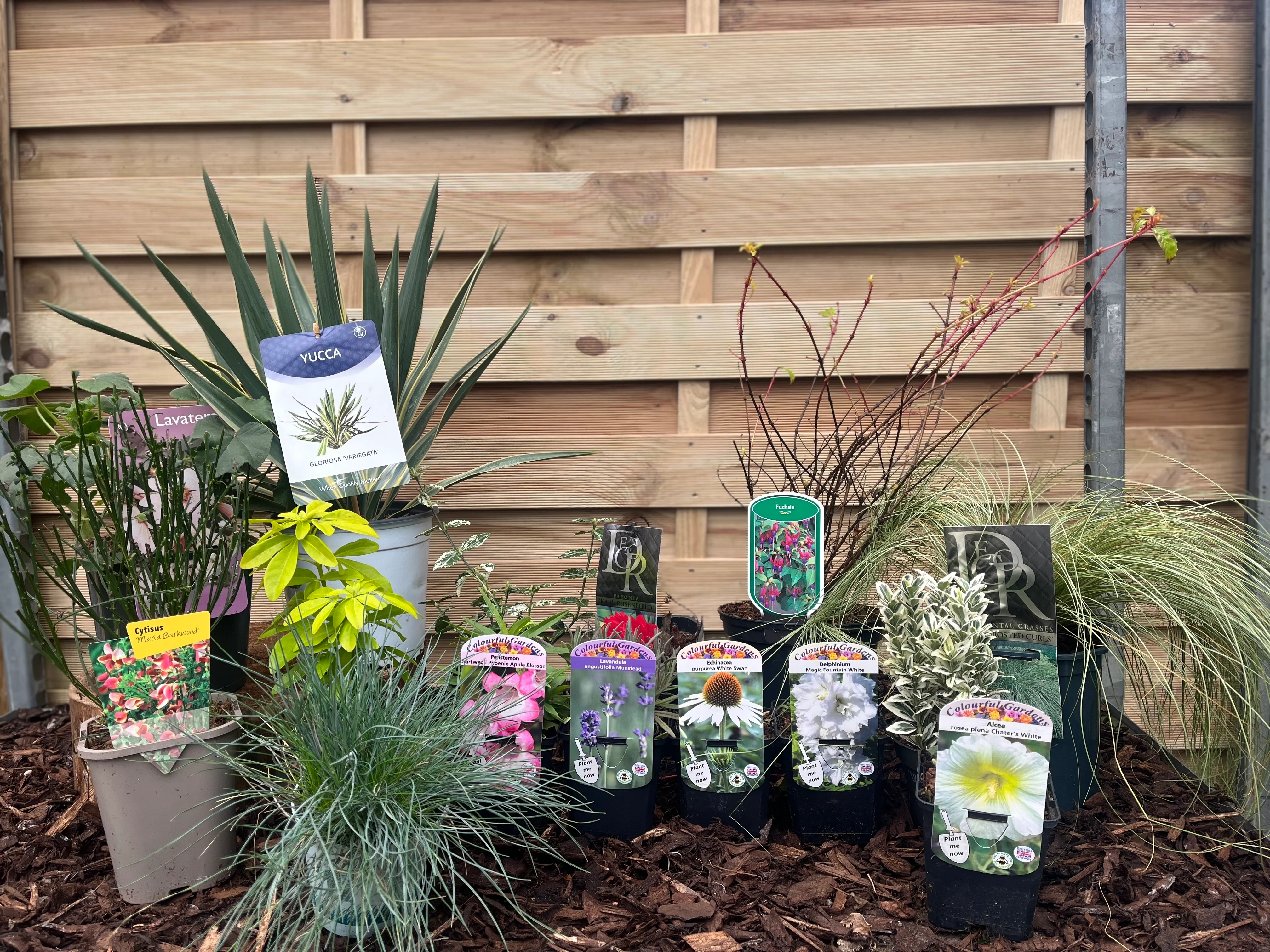 Our Hand Picked Selection of Plants For a Sunny Location - Image 4