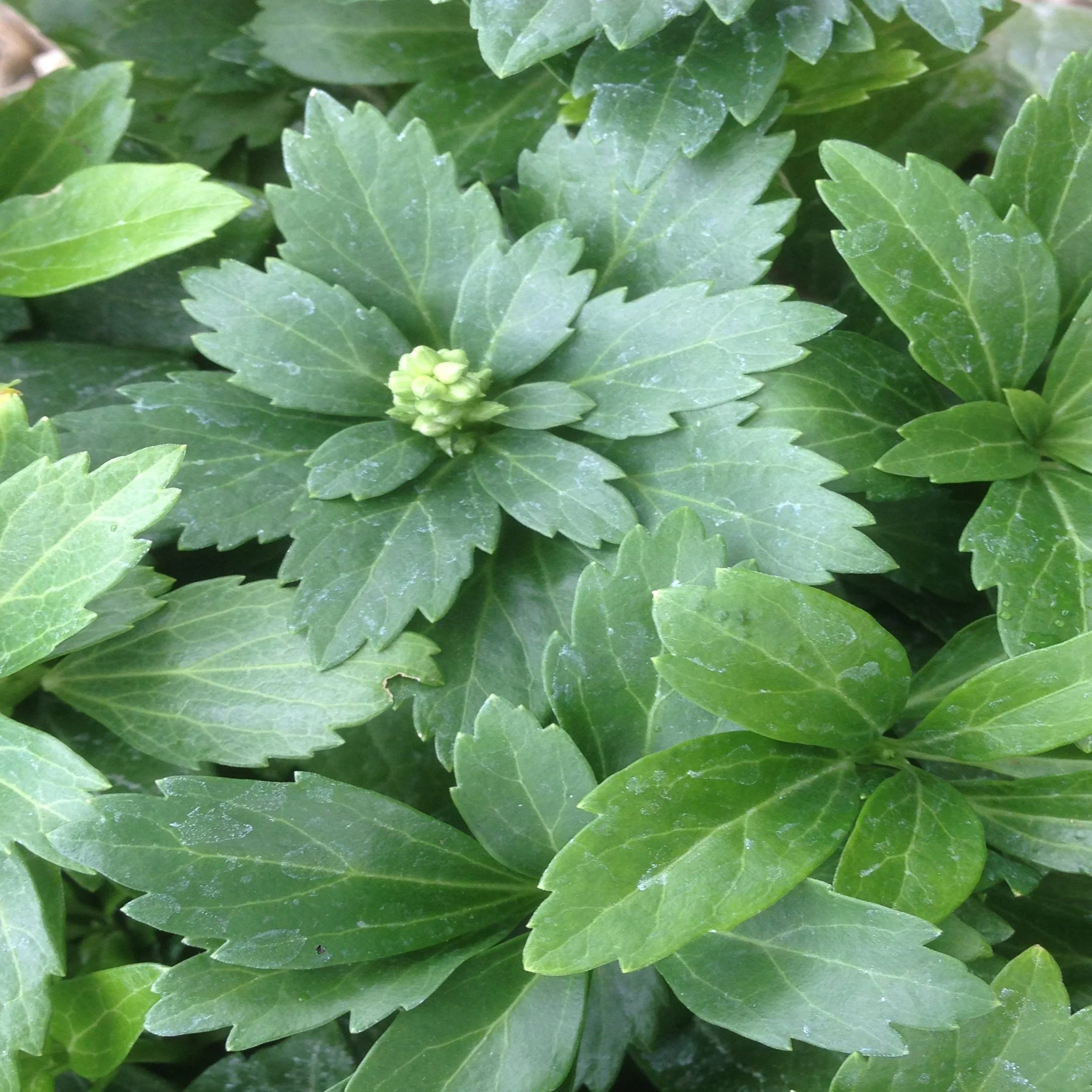 Pachysandra terminalis 'Green Carpet' 9cm - Image 2