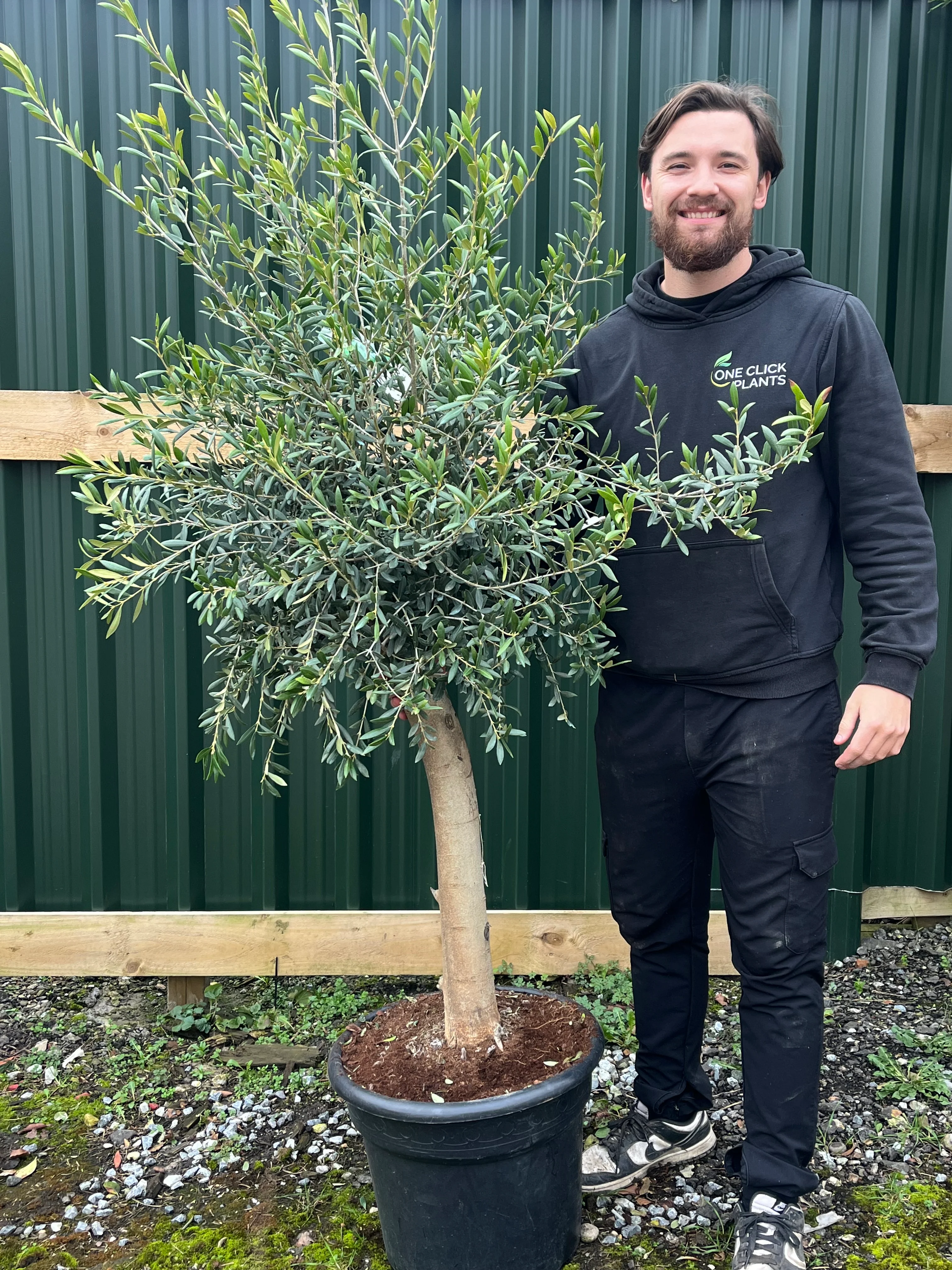 Mature Olive Tree 35L (Thick Stem) 1.6-1.7m - Image 3