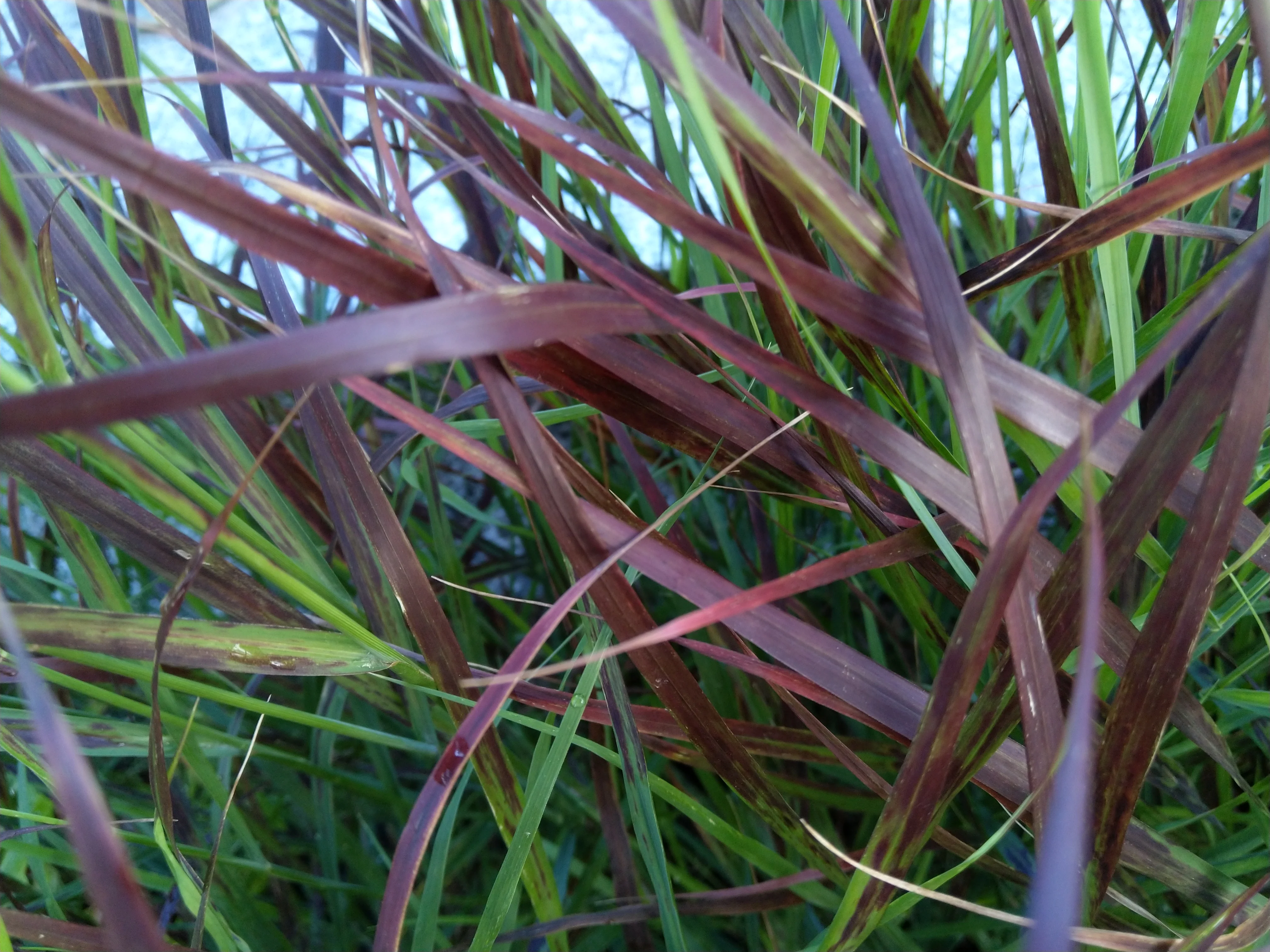 Panicum virgatum 'Shenandoah' 9cm - Image 5