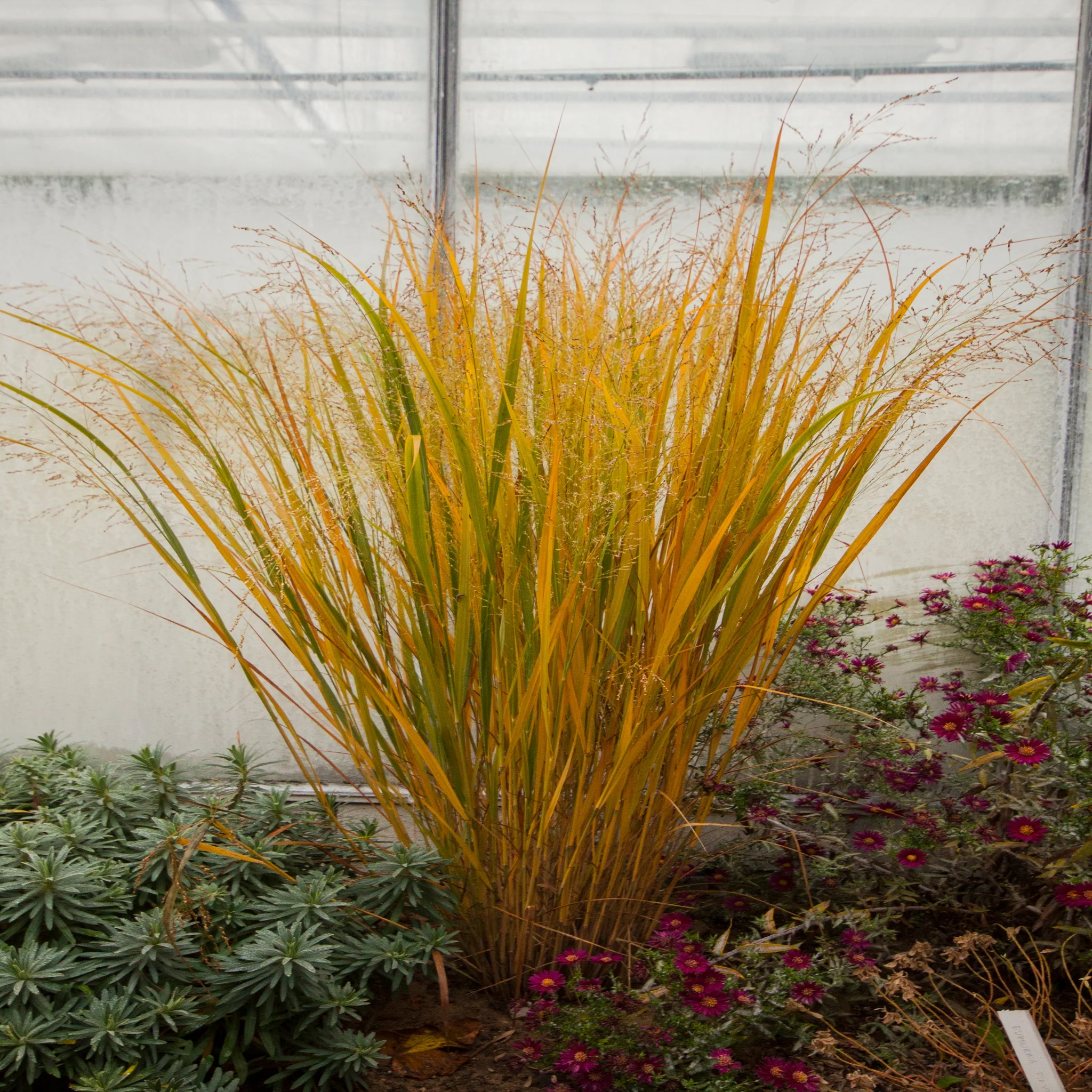 Panicum virigatum Northwind 9cm / 2L / 12L - Image 4