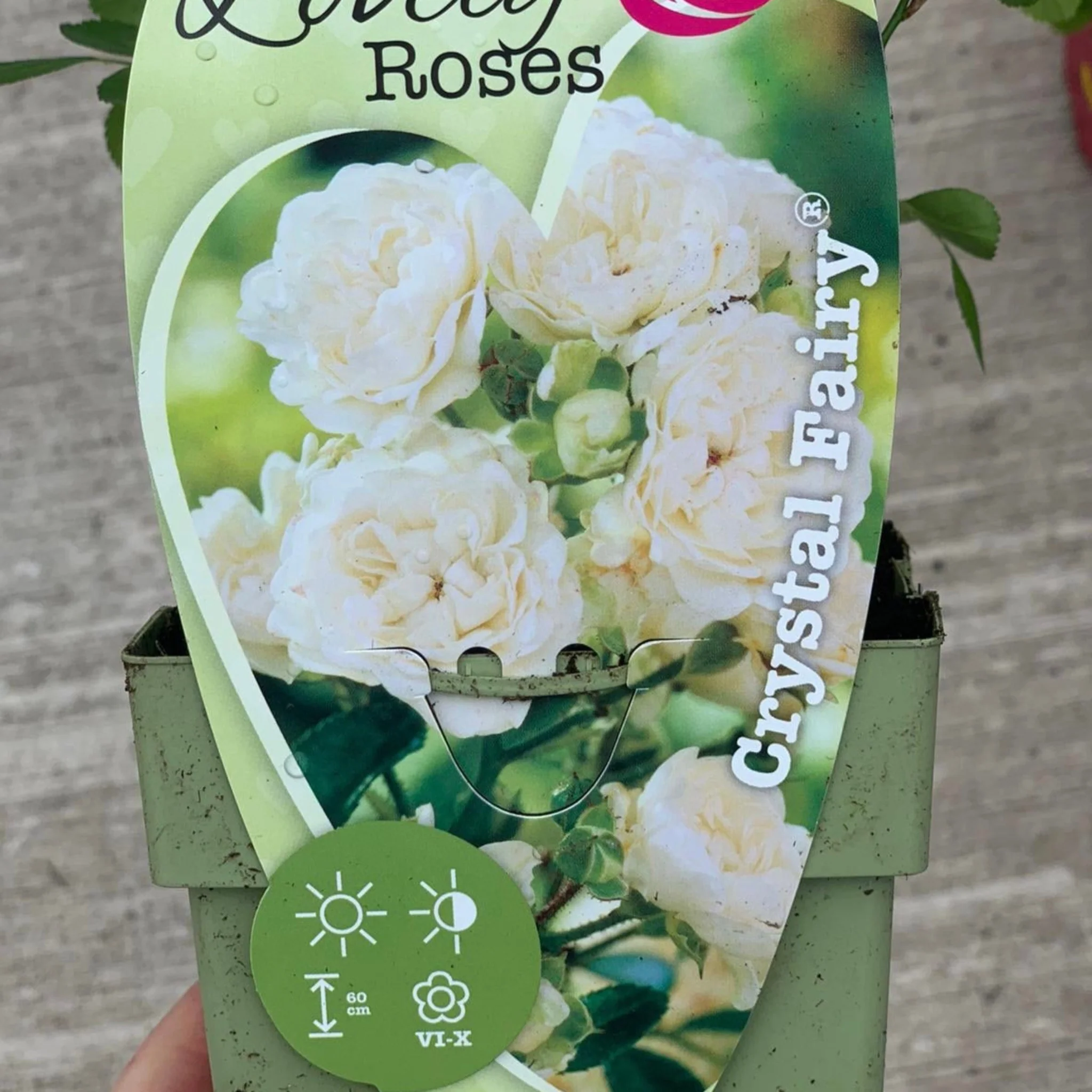 Patio Roses - Crystal Fairy - Image 2