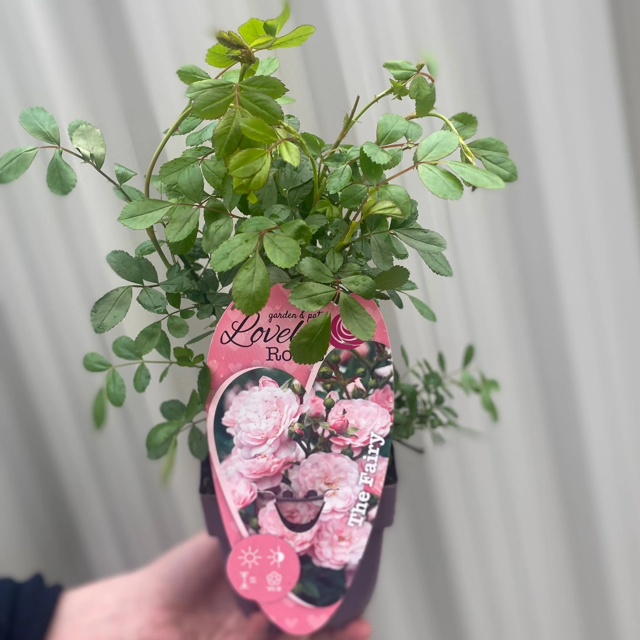 Patio Roses - The Fairy - Image 2