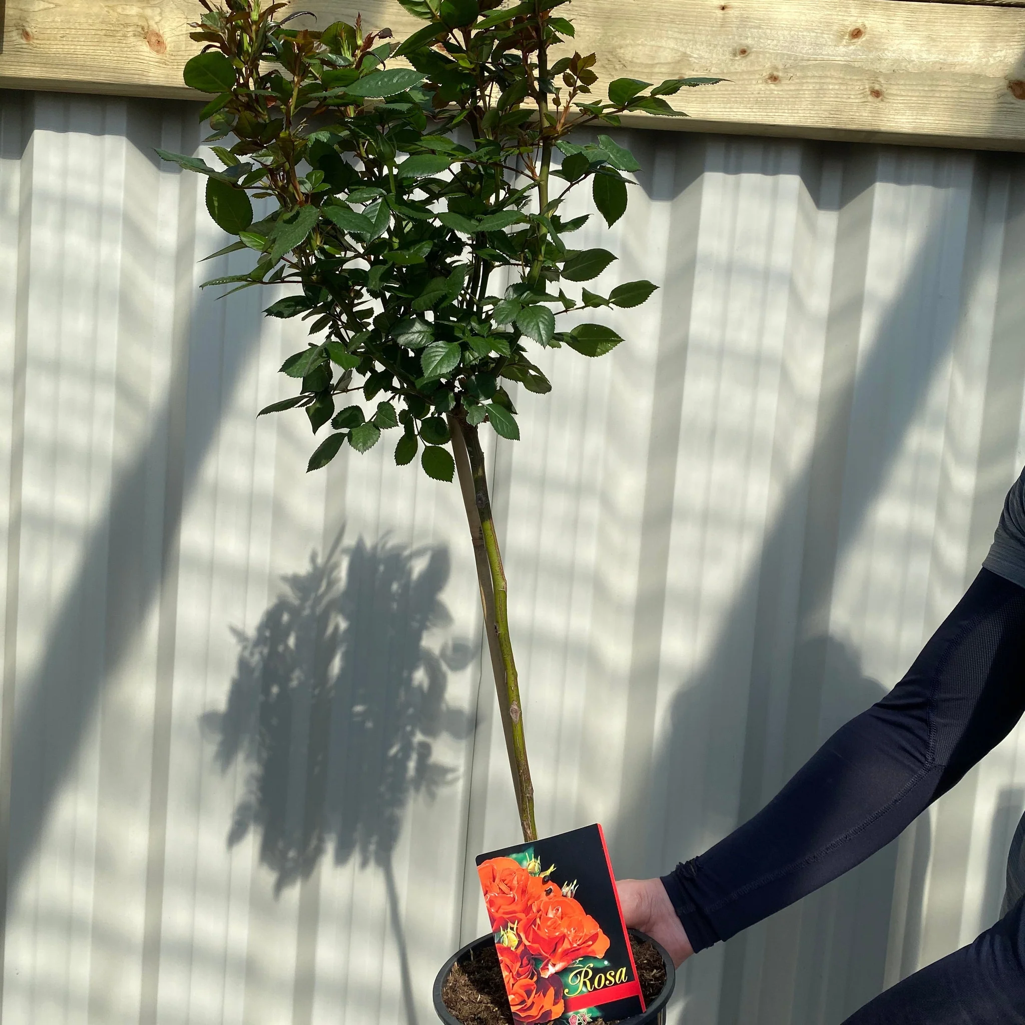 Patio Standard Rose 'Orange' 60-70cm - Image 2