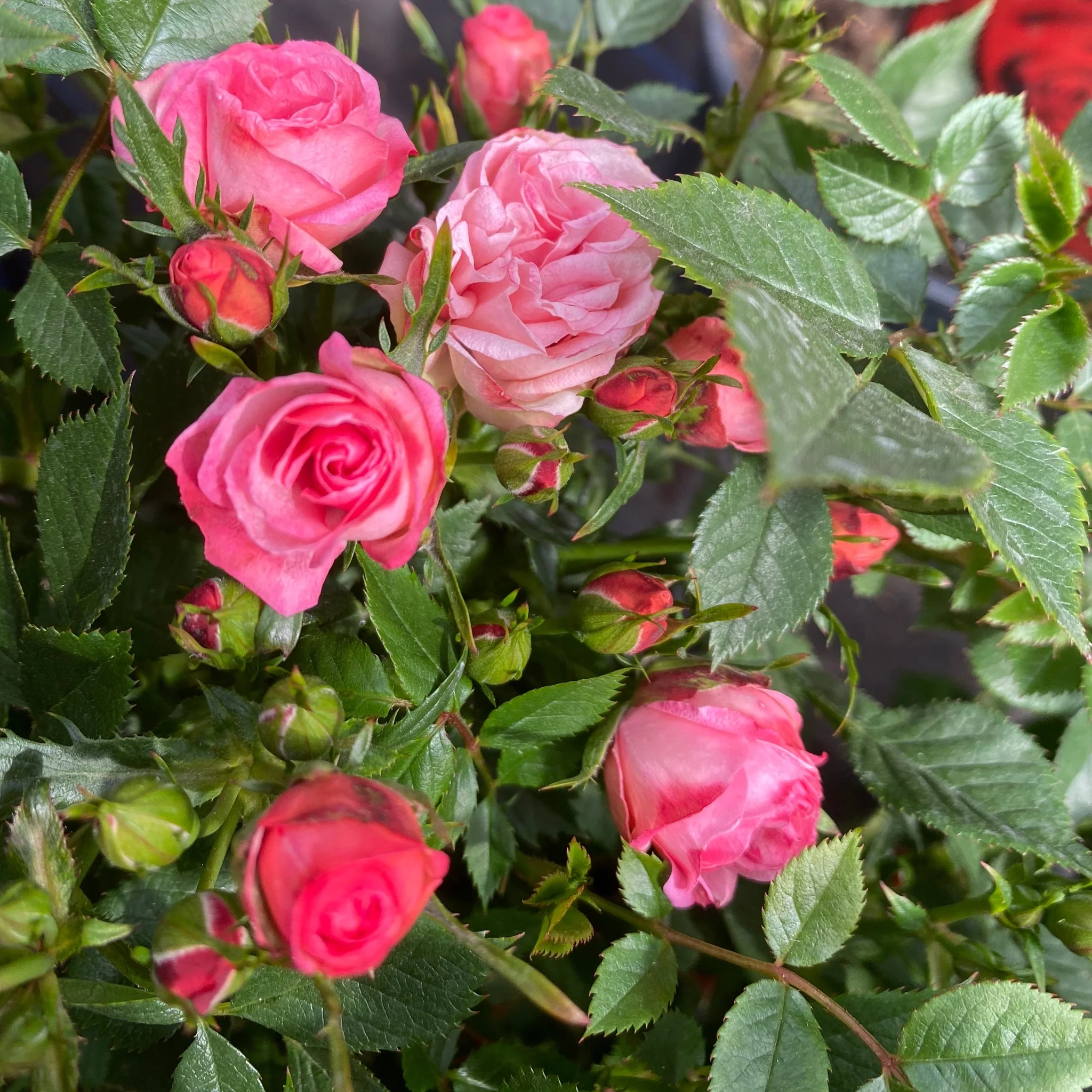 Patio Standard Rose 'Pink' - Image 3