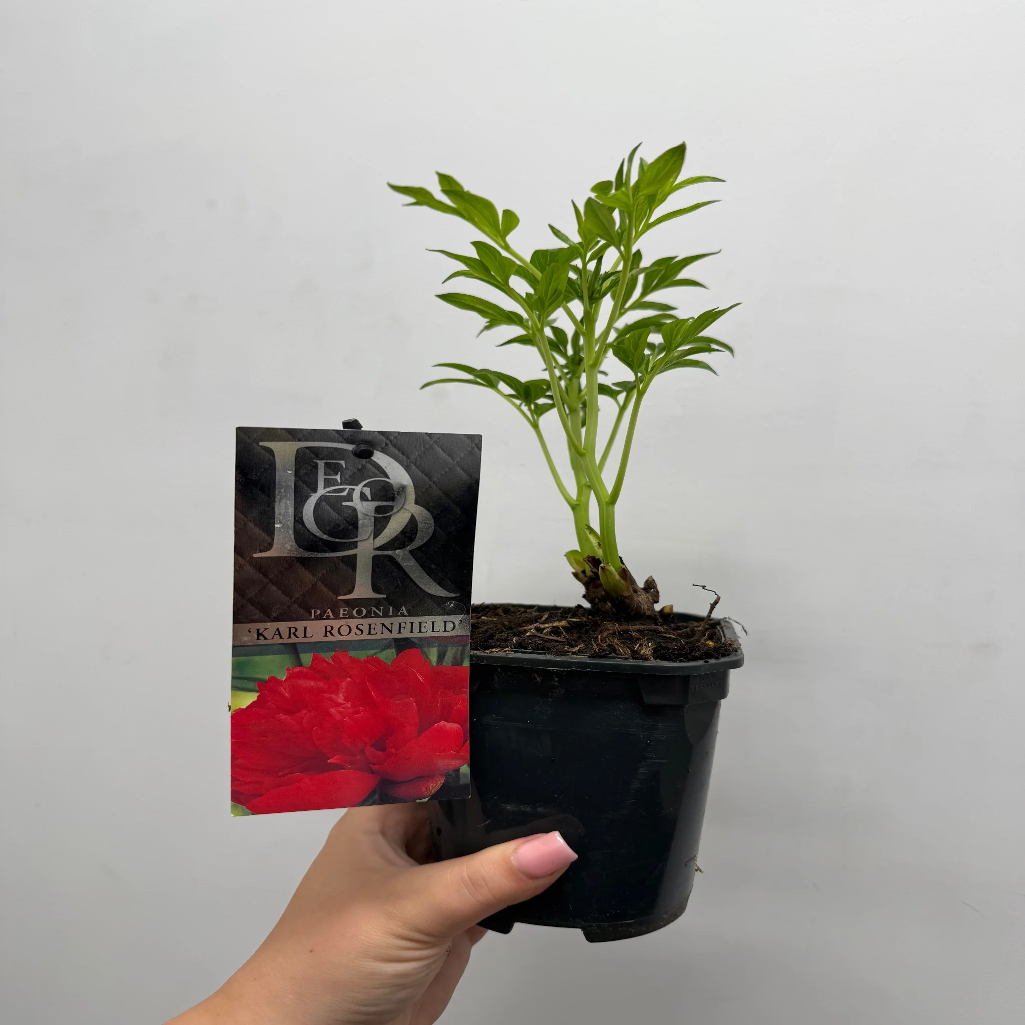 Peony 'Karl Rosenfield' 1L - Image 3