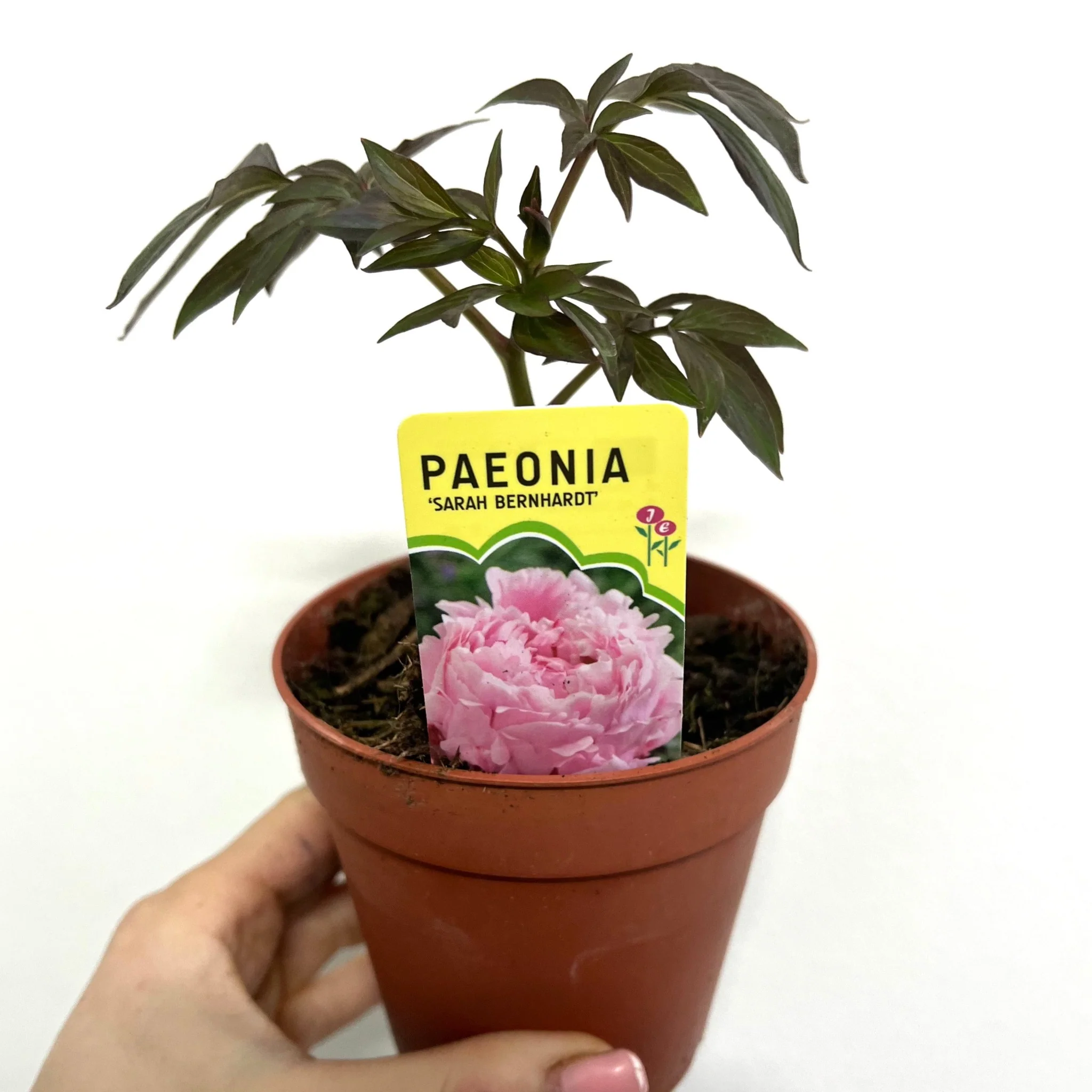 Peony Mix of 3 Plants (3 x 9cm-1L Pots) - Image 2