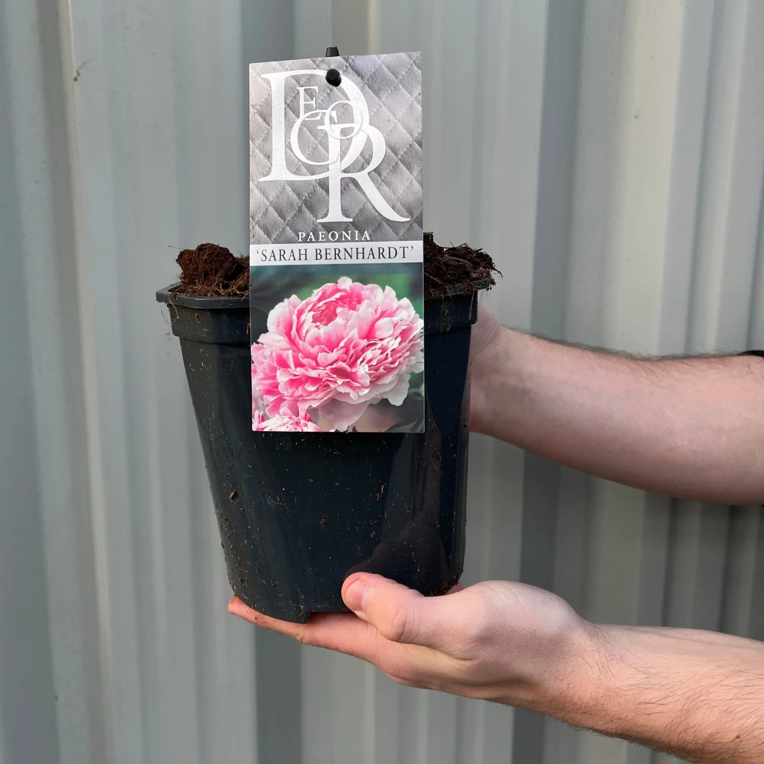 Peony 'Sarah Bernhardt' 1L - Image 4